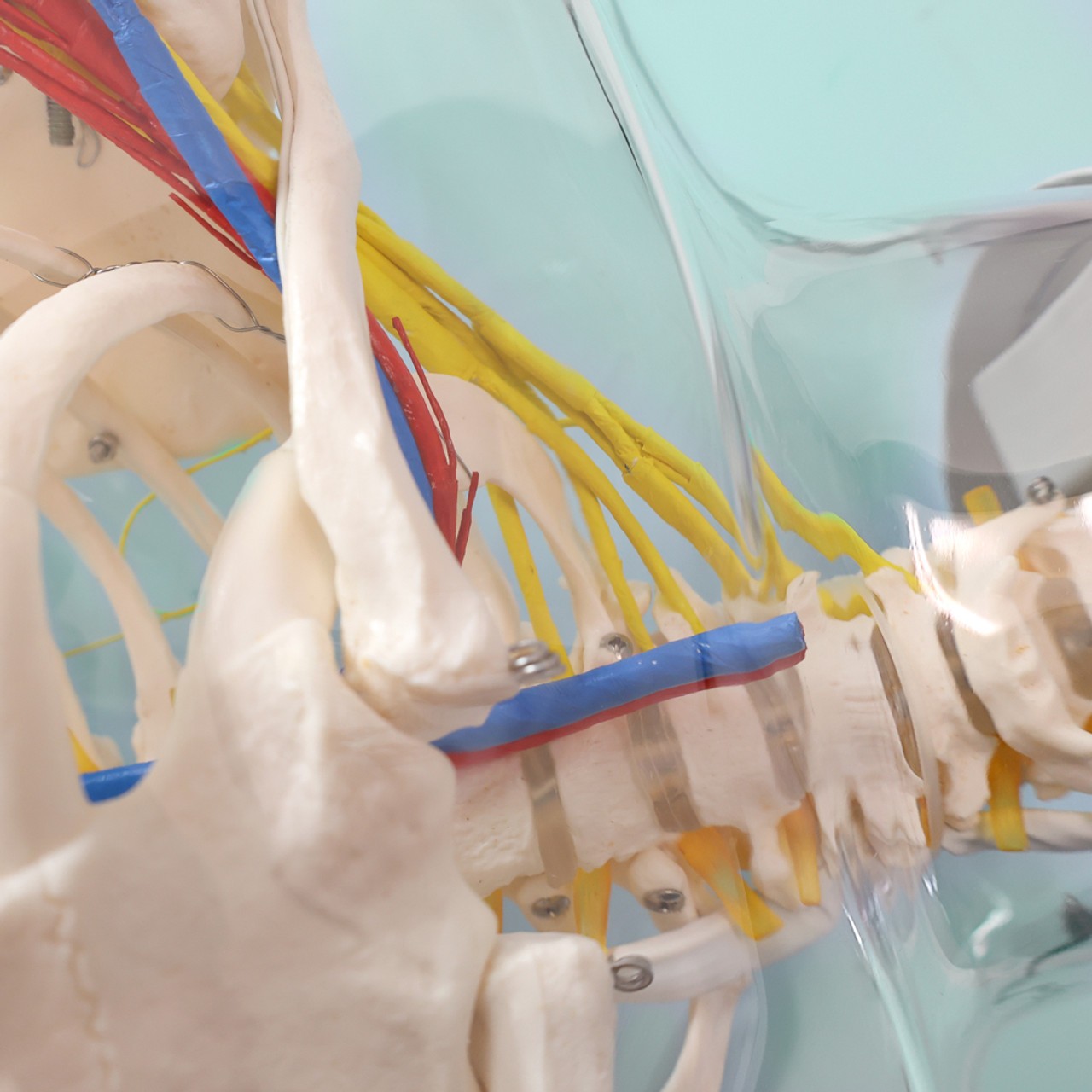 Anatomy Lab Intramuscular Injection of Upper Arm Muscles