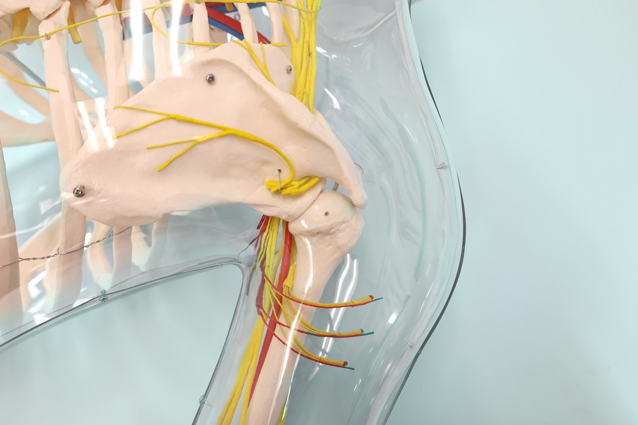 Anatomy Lab Intramuscular Injection of Upper Arm Muscles