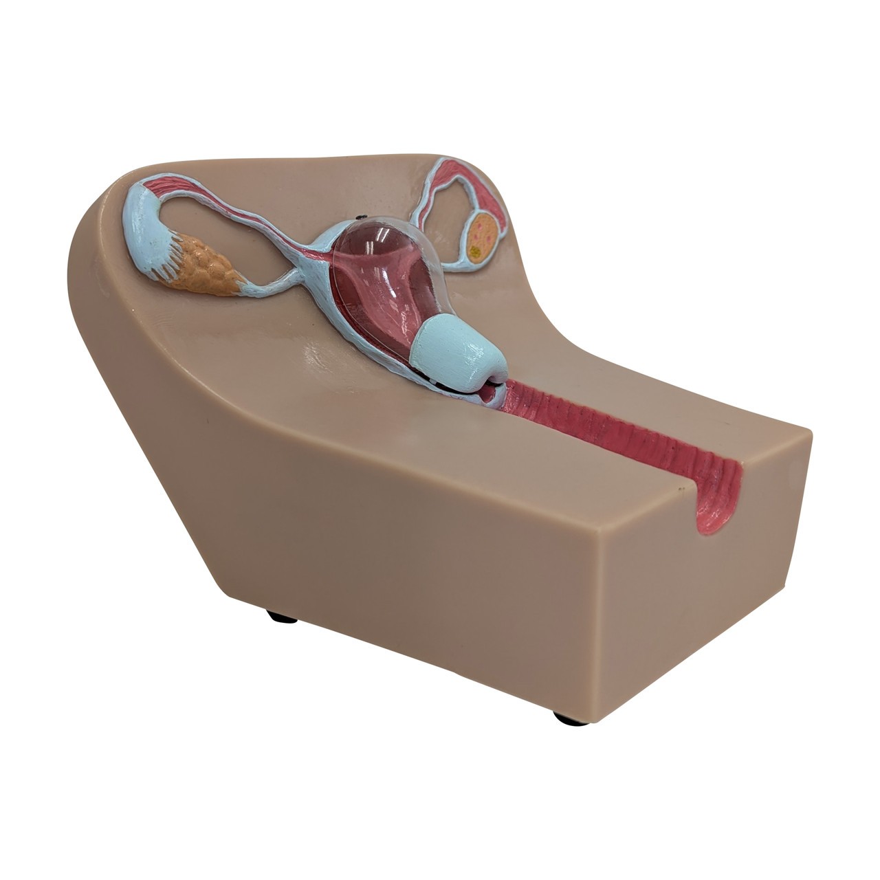 Anatomy Lab IUD Insertion Model