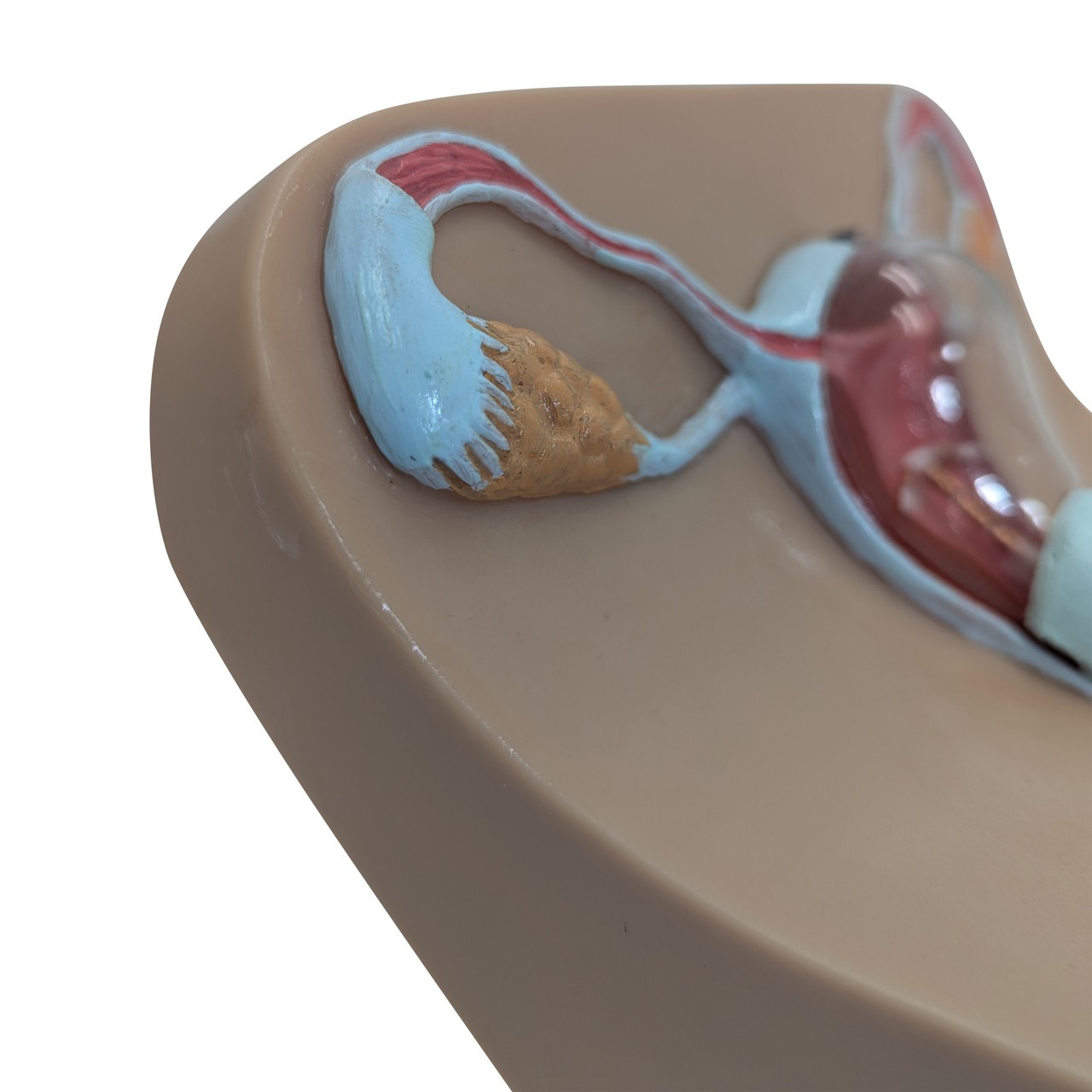 Anatomy Lab IUD Insertion Model