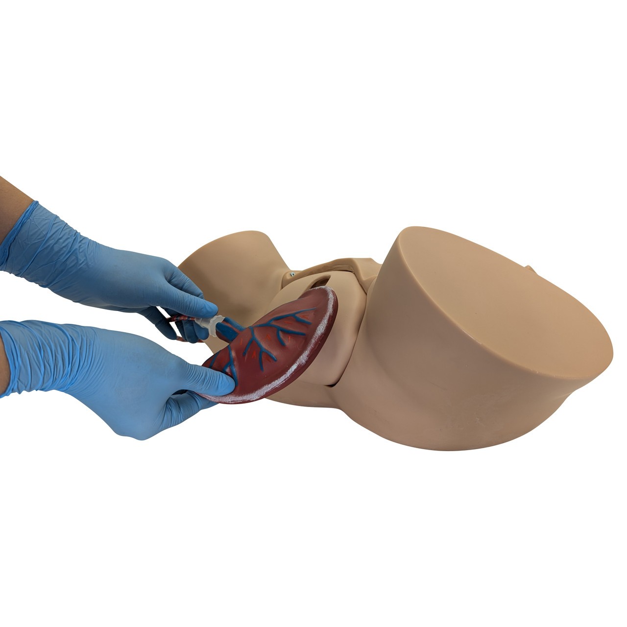 Anatomy Lab Obstetric Manikin