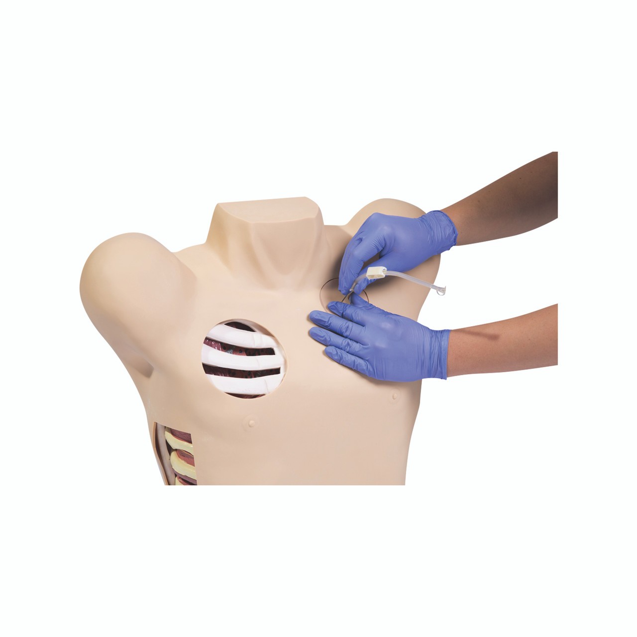 Anatomy Lab Thoracentesis Training and Demonstration Simulator - Demo View