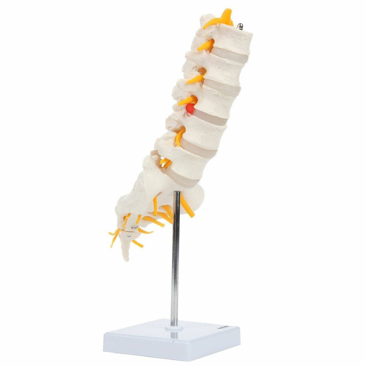 Axis Scientific Lumbar Vertebral Column with Sacrum and Spinal Nerves Anatomy Model Front Right View