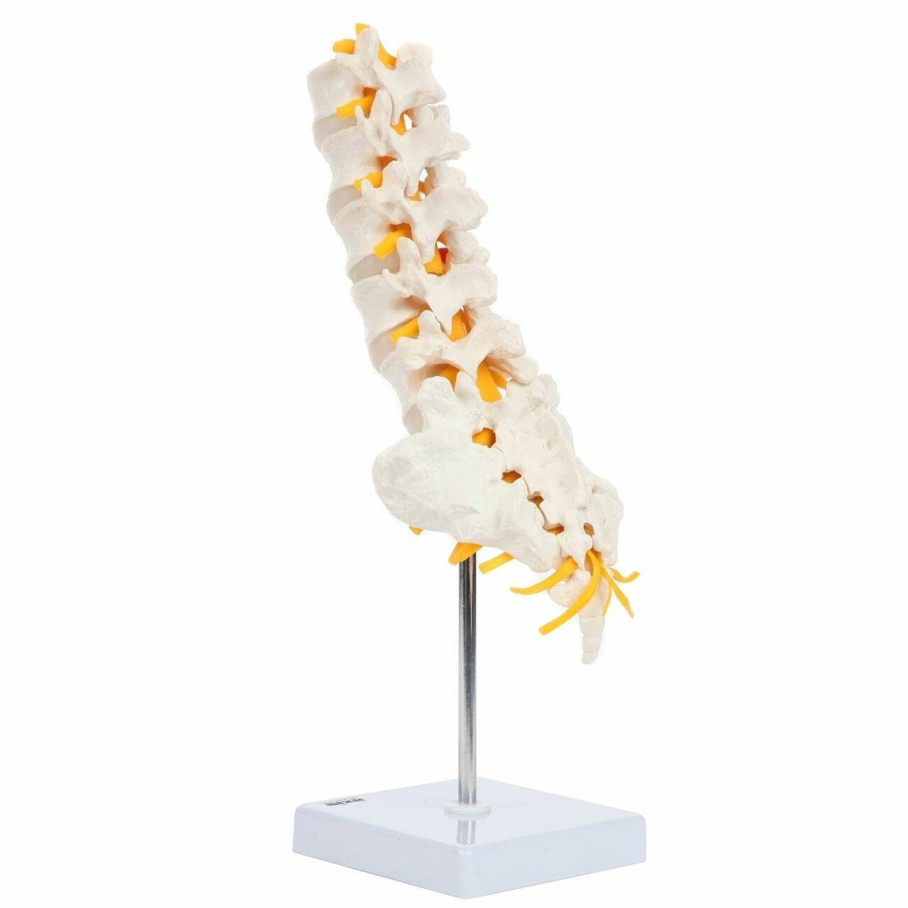 Axis Scientific Lumbar Vertebral Column with Sacrum and Spinal Nerves Anatomy Model Back Left View