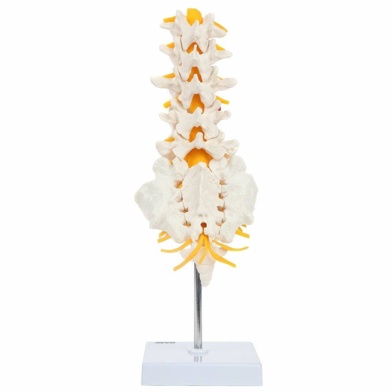 Axis Scientific Lumbar Vertebral Column with Sacrum and Spinal Nerves Anatomy Model Back View