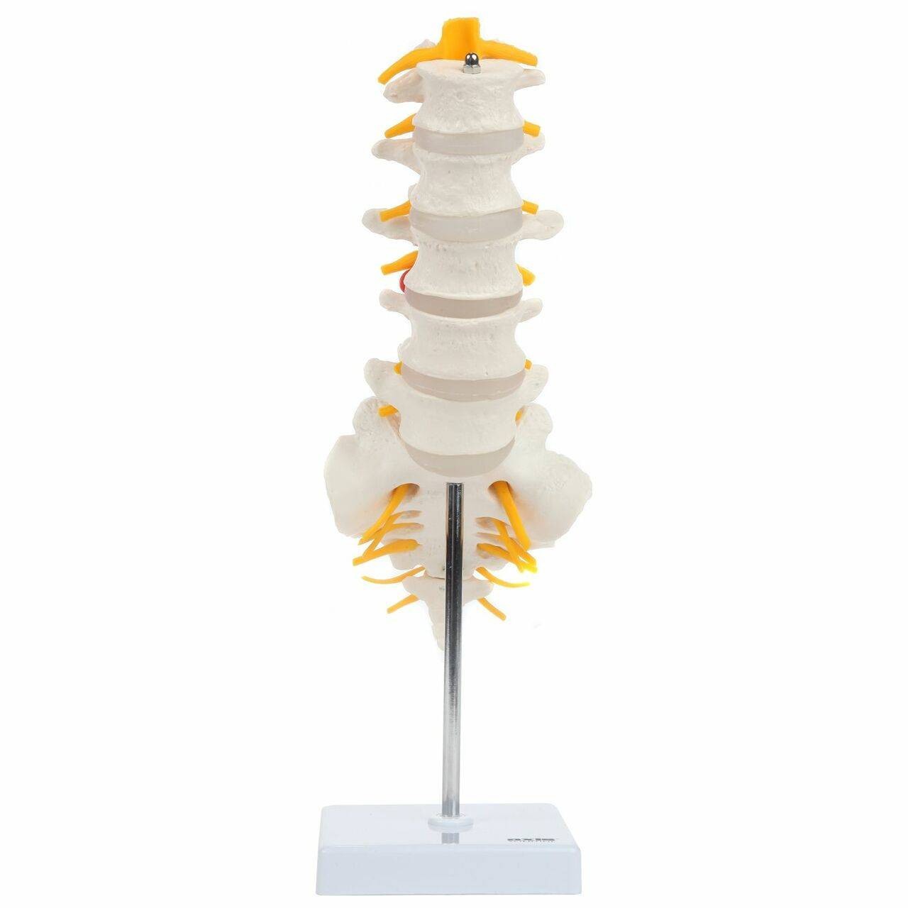 Axis Scientific Lumbar Vertebral Column with Sacrum and Spinal Nerves Anatomy Model Front View