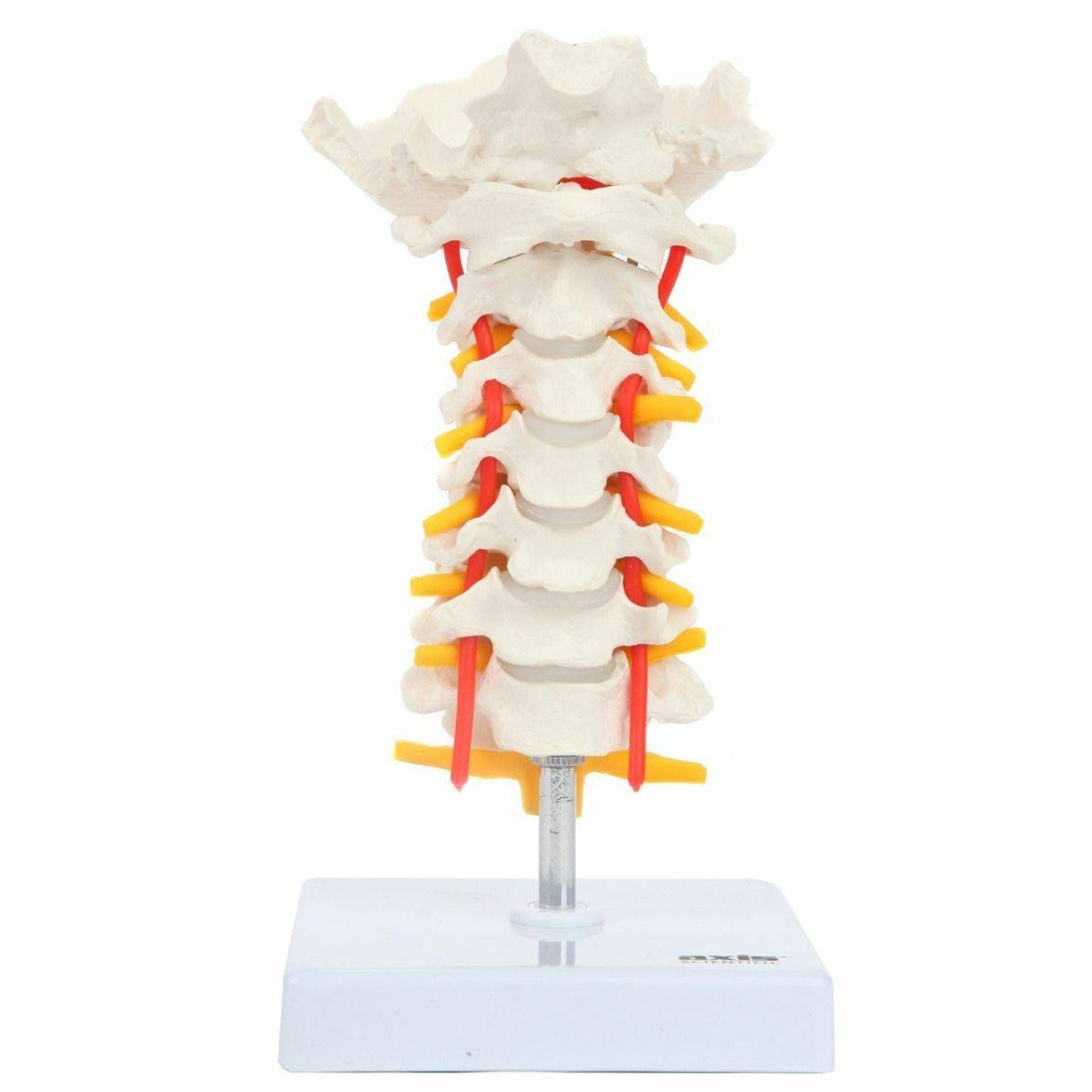 Axis Scientific Cervical Vertebral Column with Spinal Nerves and Arteries fully assembled