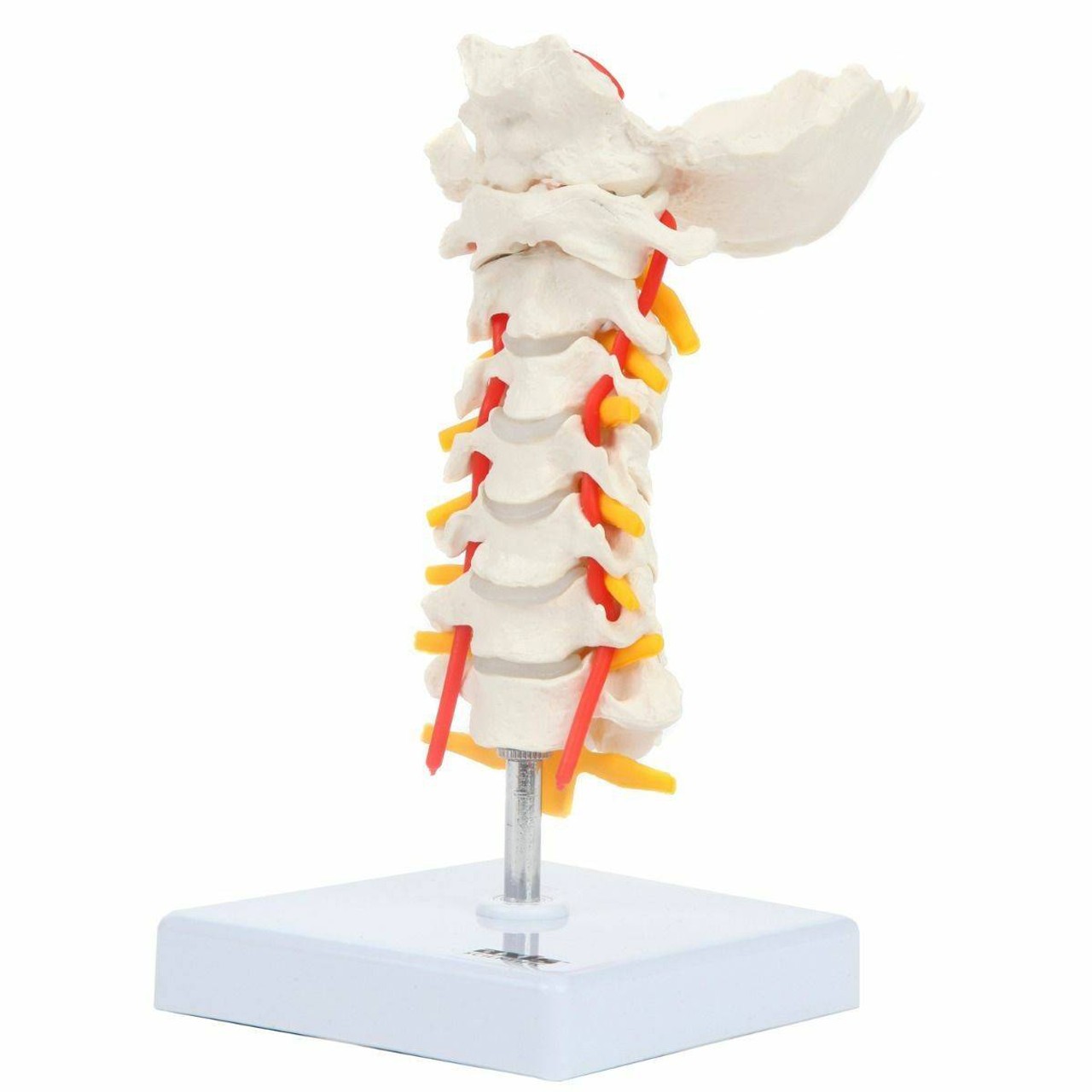 Axis Scientific Cervical Vertebral Column with Spinal Nerves and Arteries side-view