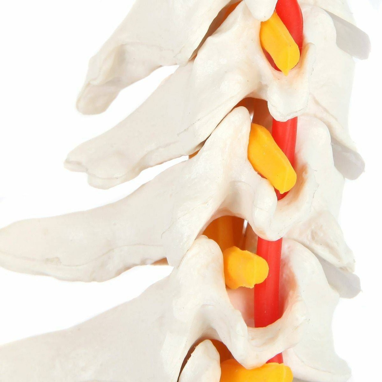 Axis Scientific Cervical Vertebral Column with Spinal Nerves and Arteries in detail