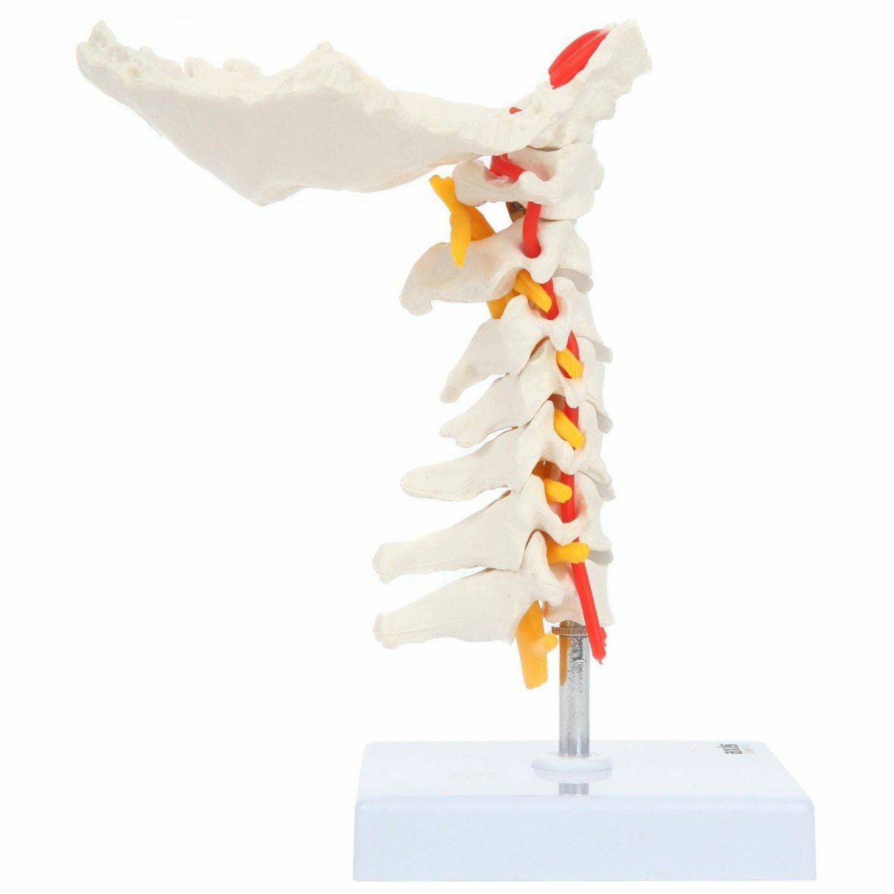 Axis Scientific Cervical Vertebral Column with Spinal Nerves and Arteries side detail