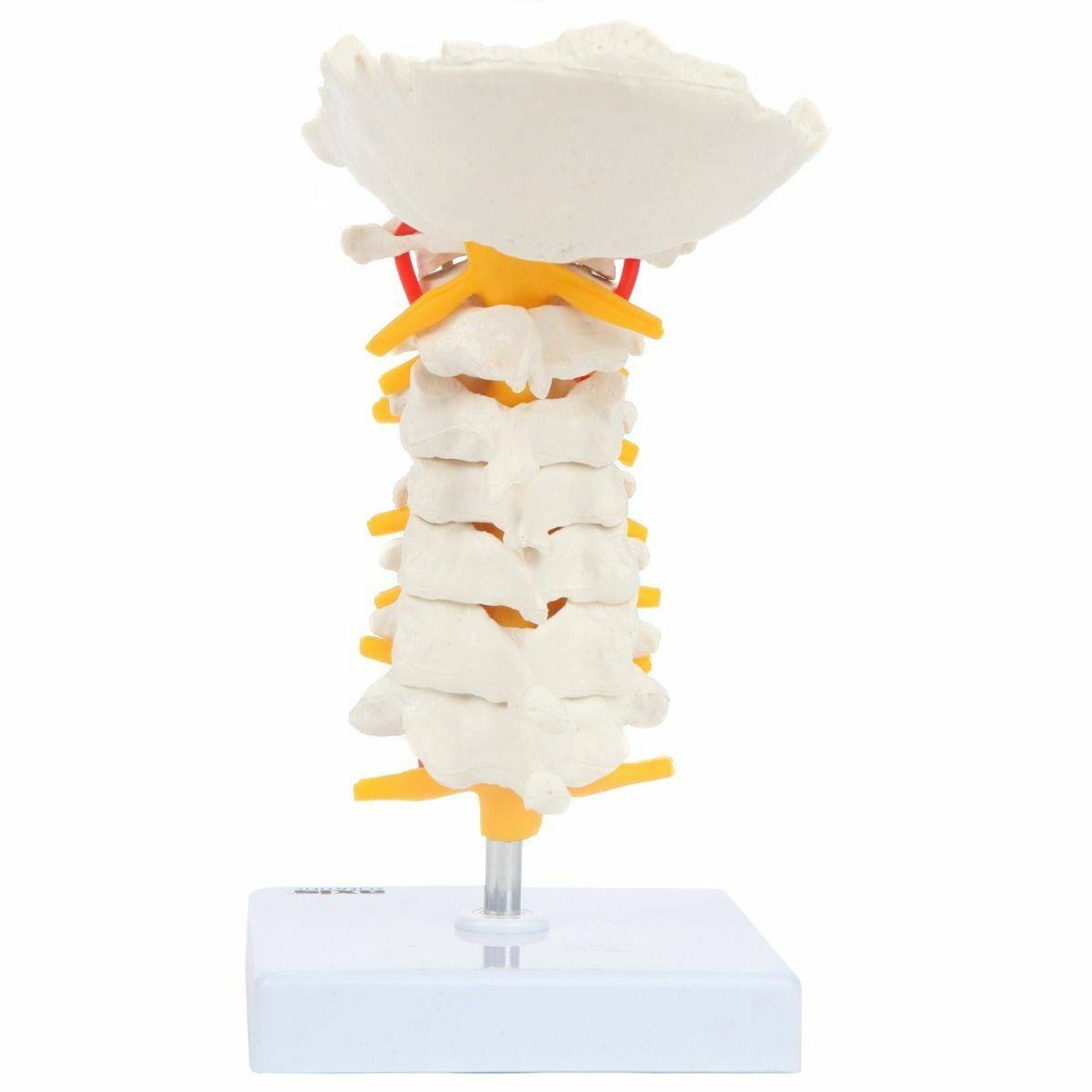 Axis Scientific Cervical Vertebral Column with Spinal Nerves and Arteries back view