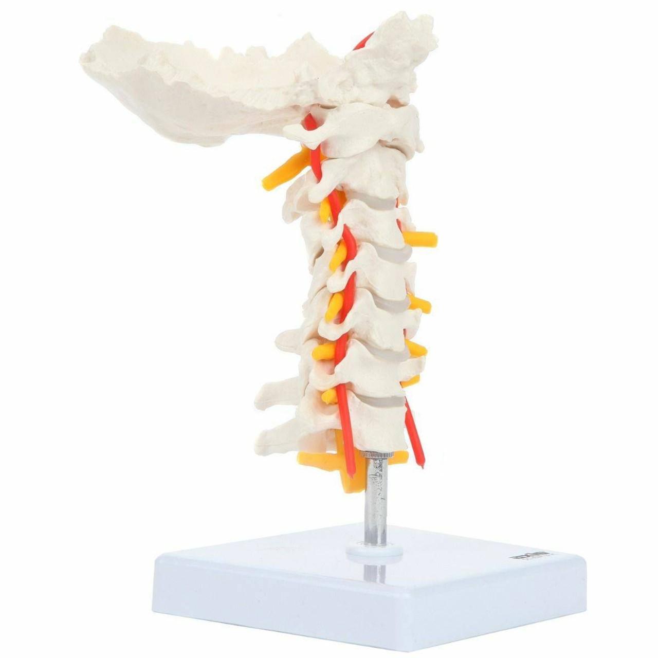 Axis Scientific Cervical Vertebral Column with Spinal Nerves and Arteries turned
