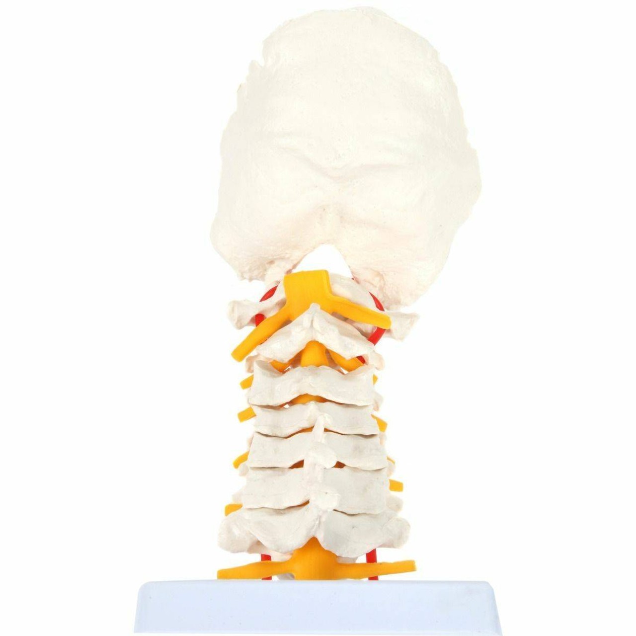 Axis Scientific Cervical Vertebral Column with Spinal Nerves and Arteries