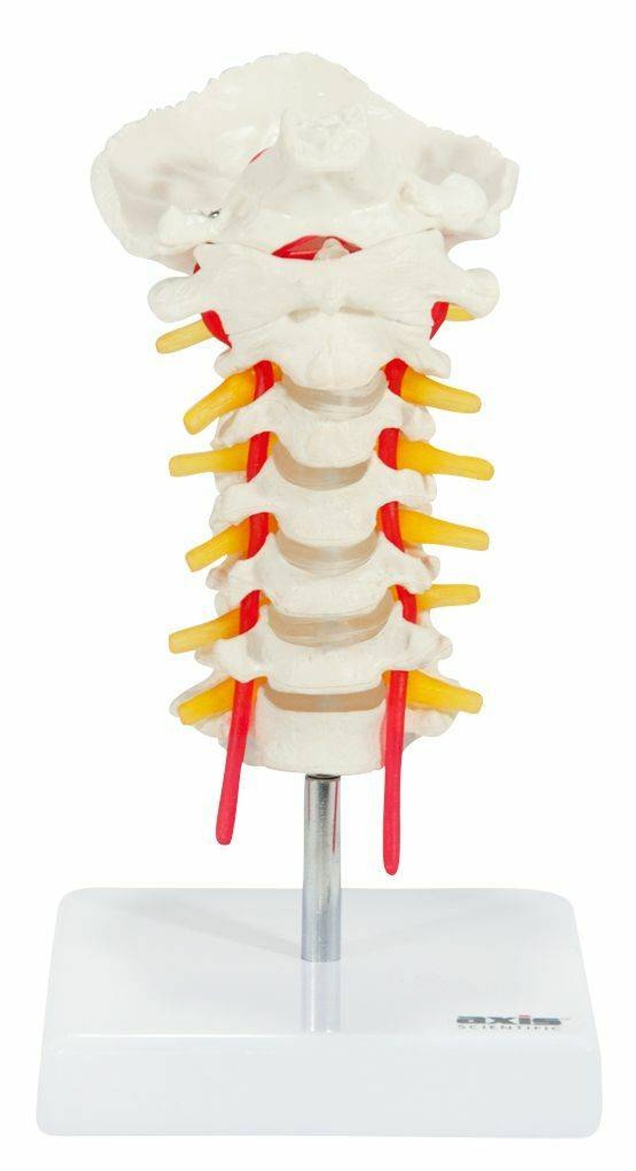 Axis Scientific Cervical Vertebral Column with Spinal Nerves and Arteries up close