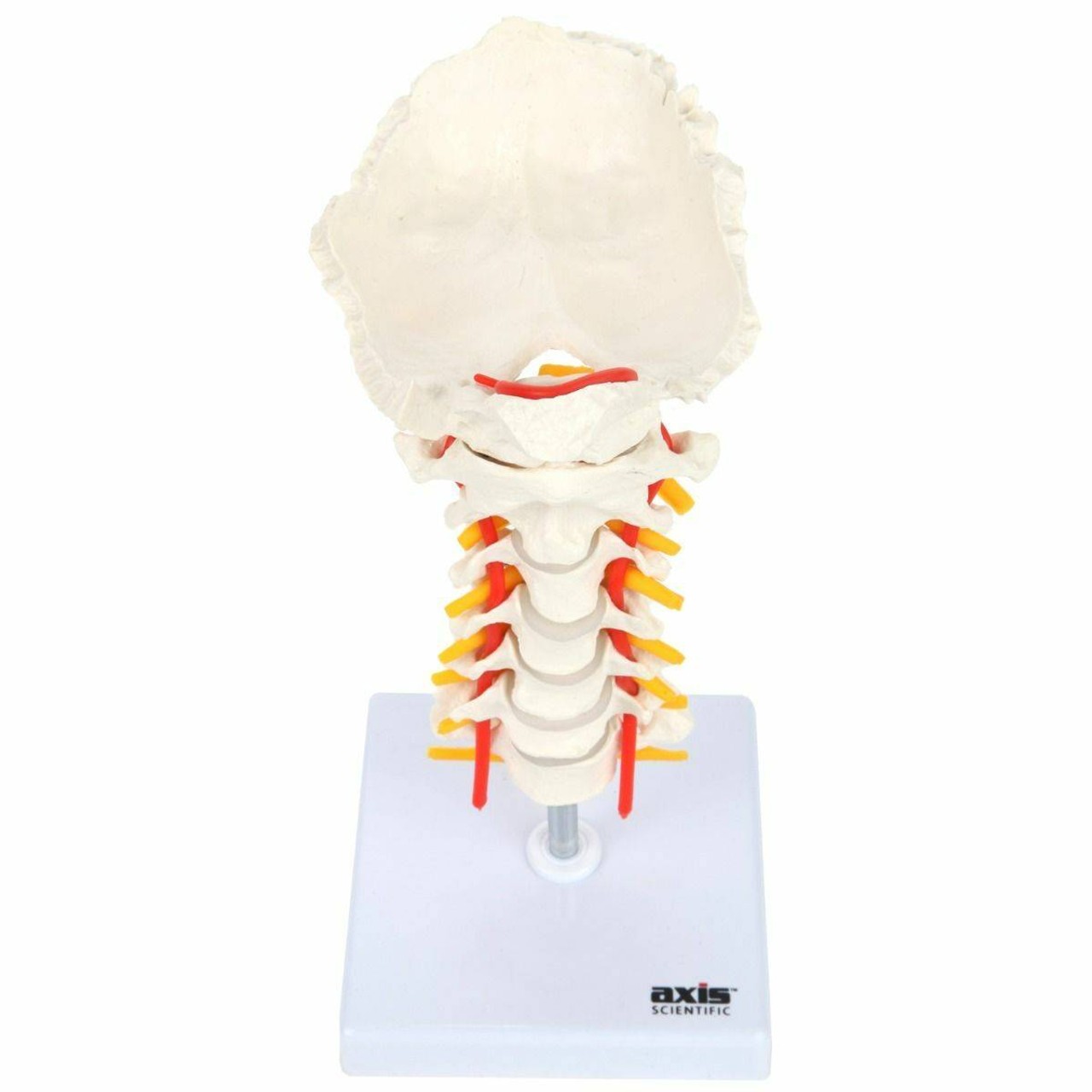 【海外輸入】 Vertebral Cervical Scientific Axis Column Nerves Spinal with 健康・医学