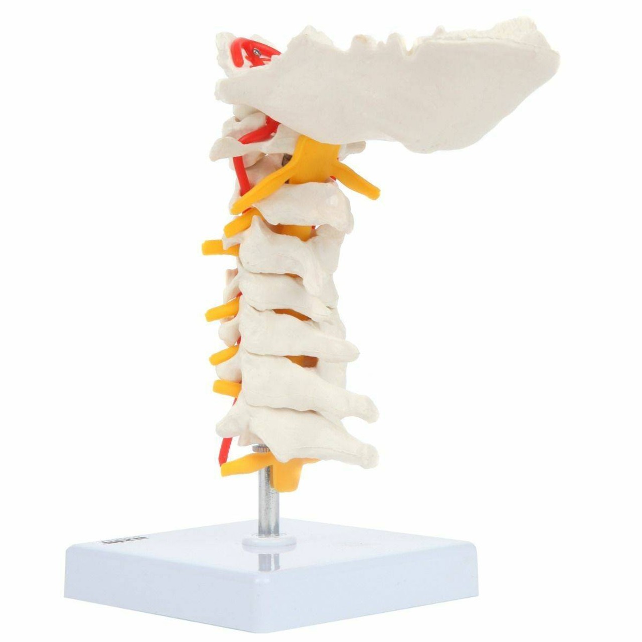 Axis Scientific Cervical Vertebral Column with Spinal Nerves and Arteries with occipital bone detailed