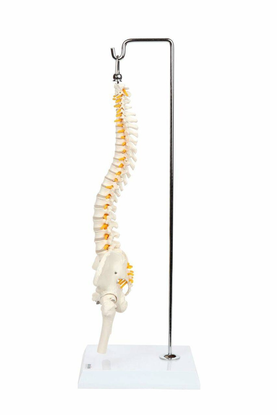 Axis Scientific Miniature Vertebral Column left side view