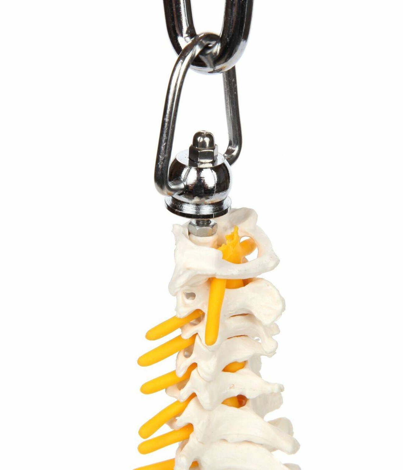 Axis Scientific Miniature Vertebral Column hardware mounting with spinal nerves