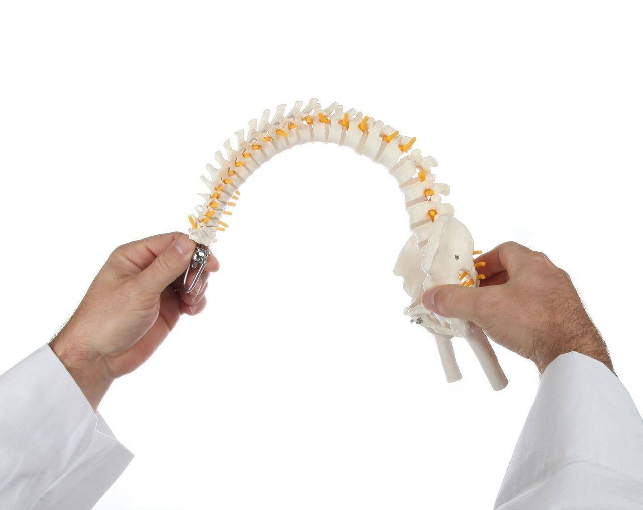 Axis Scientific Miniature Vertebral Column flexible demonstration view