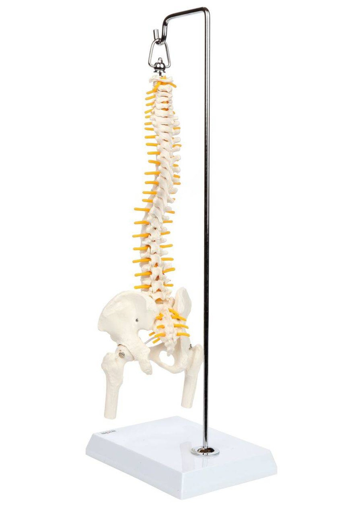 洋書 Spine,Spinal,Cord,And ANS Axis Scientific Miniature Human Spine with Femur Heads