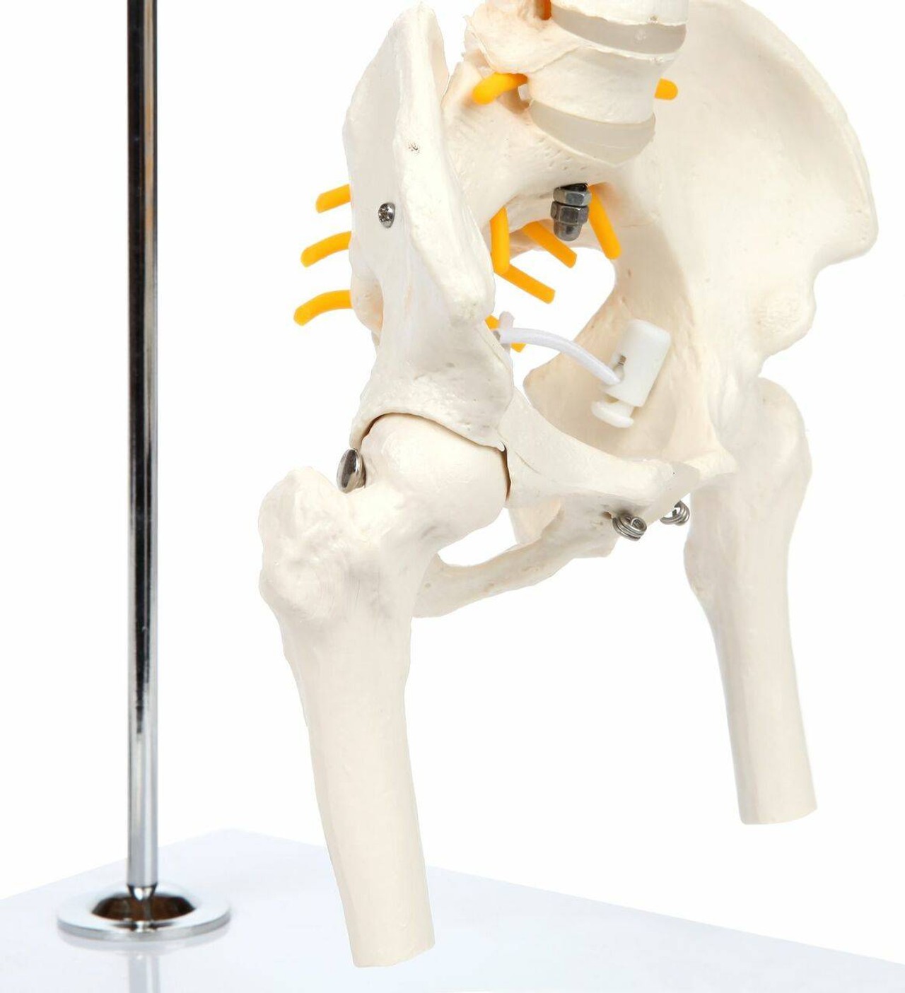 Axis Scientific Miniature Vertebral Column pelvis with femur heads