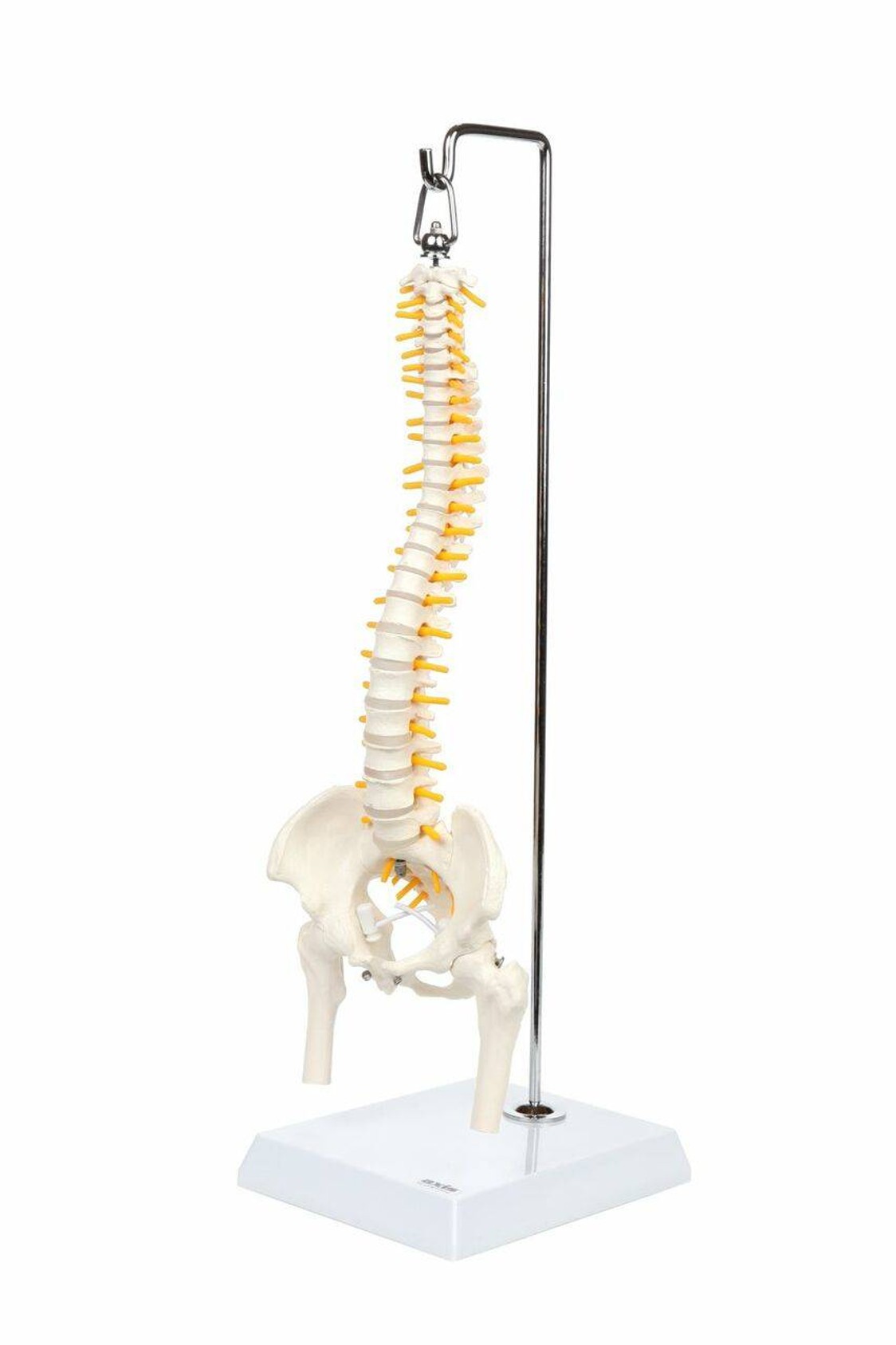 Axis Scientific Miniature Vertebral Column left front side view