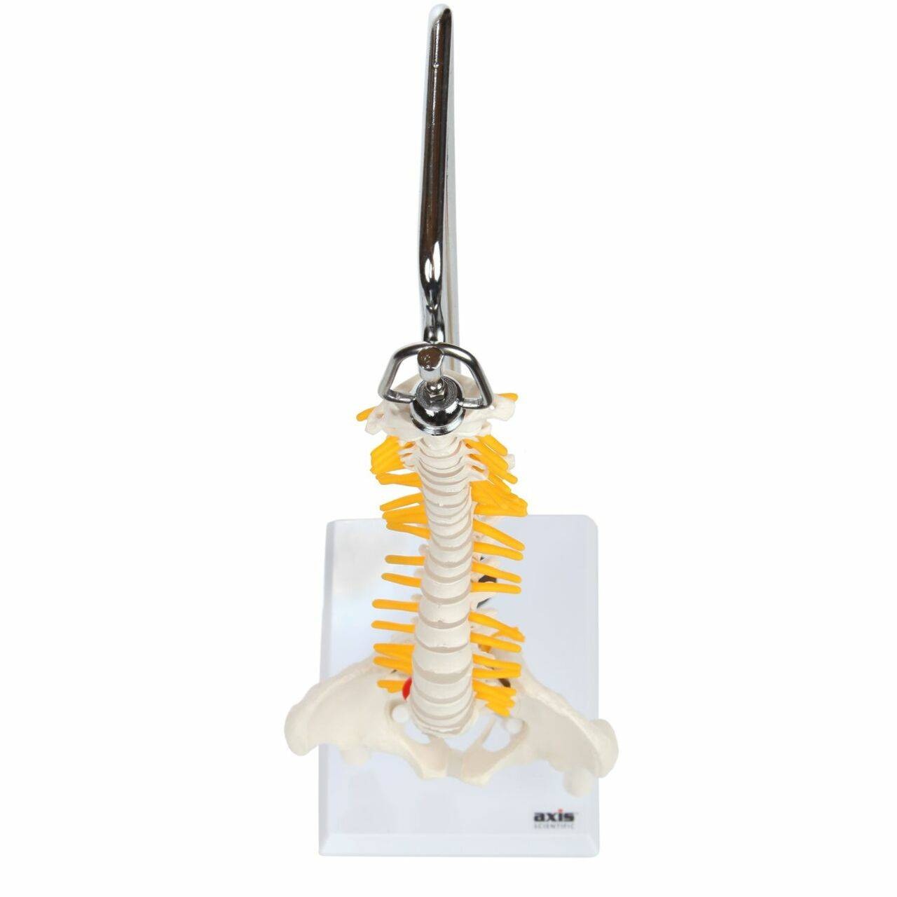 Axis Scientific Miniature Vertebral Column top view with spinal nerves