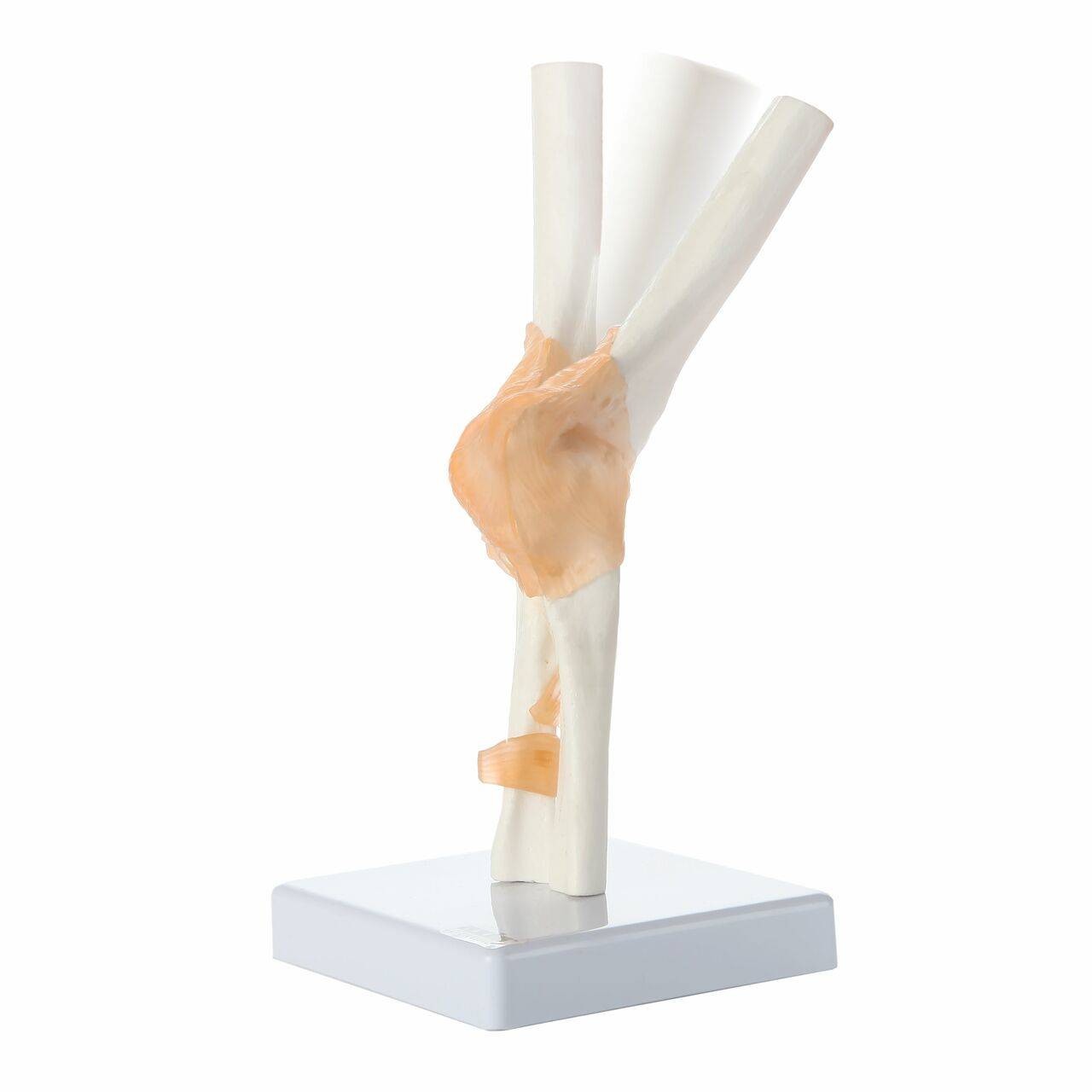 Axis Scientific Human Elbow Joint with Functional Ligaments Anatomy Model Flexible Movement from the Back Right View