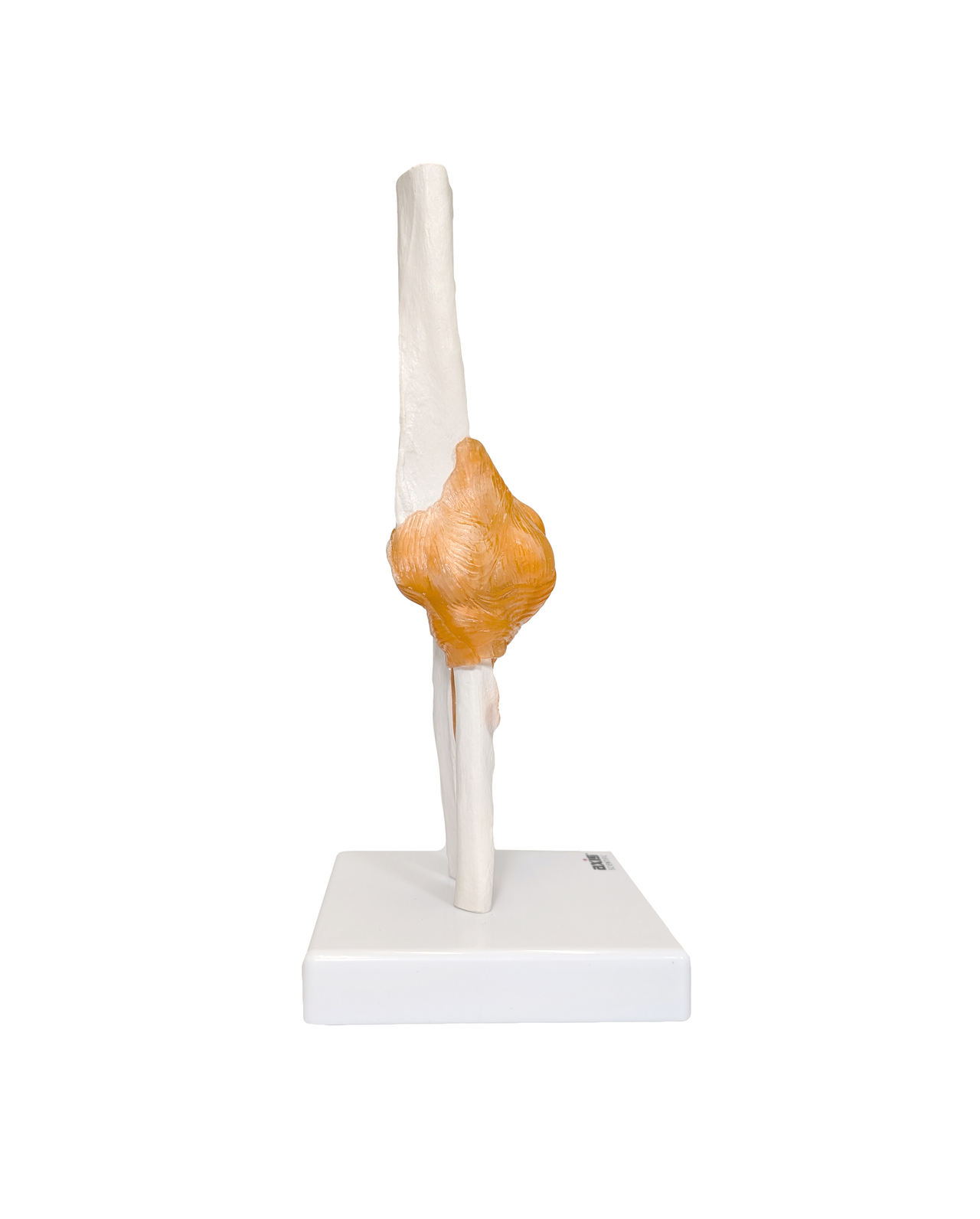 Axis Scientific Human Elbow Joint with Functional Ligaments Anatomy Model
