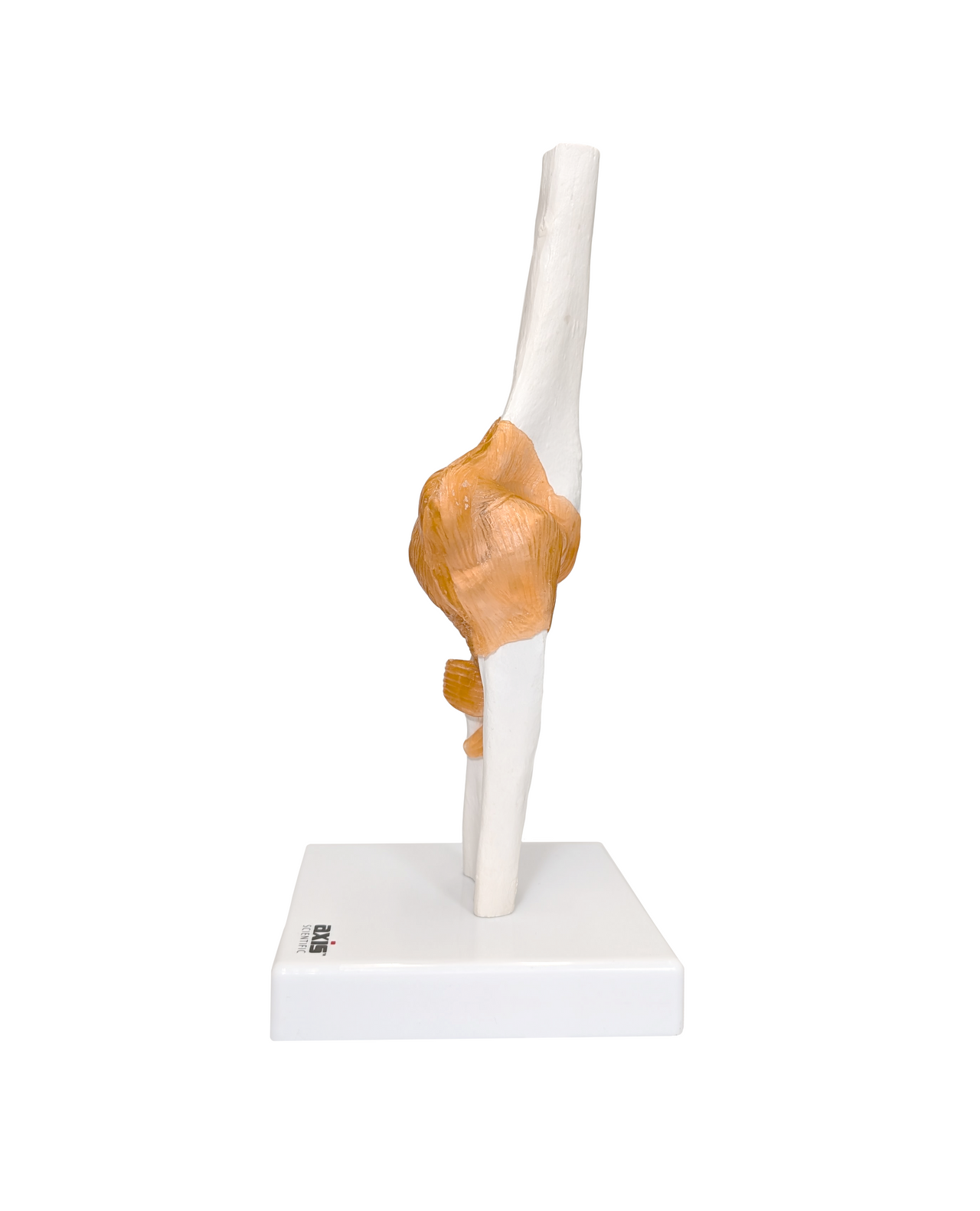 Axis Scientific Human Elbow Joint with Functional Ligaments Anatomy Model
