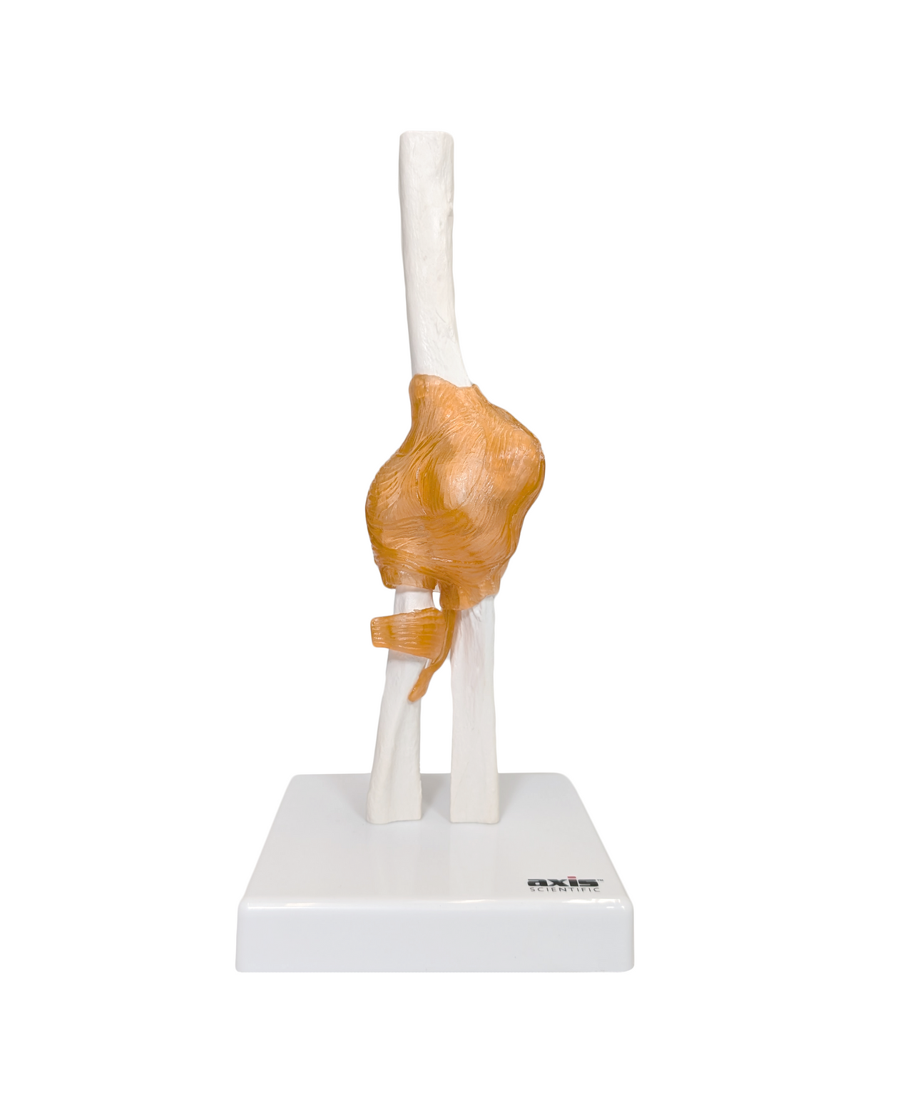 Axis Scientific Human Elbow Joint with Functional Ligaments Anatomy Model