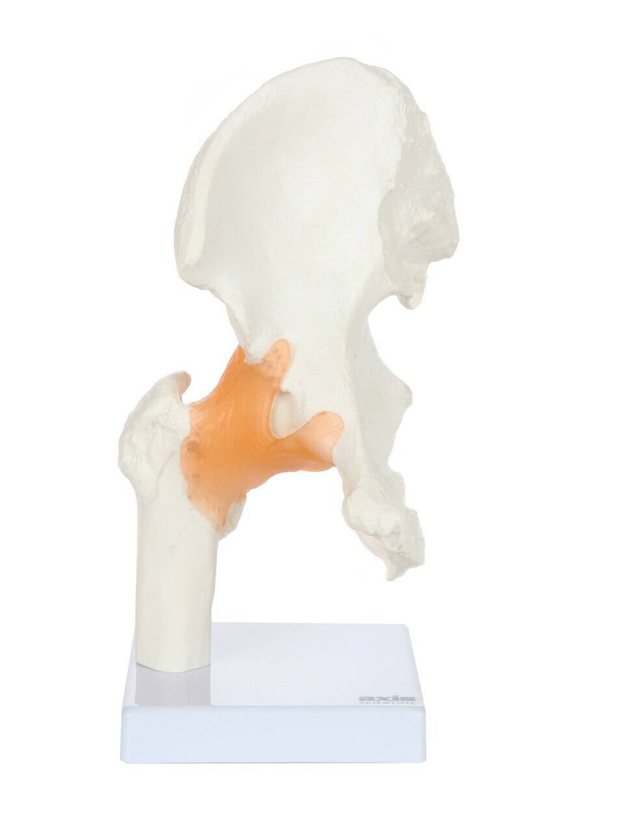 Axis Scientific Human Hip Joint with Functional Ligaments Anatomy Model Overview