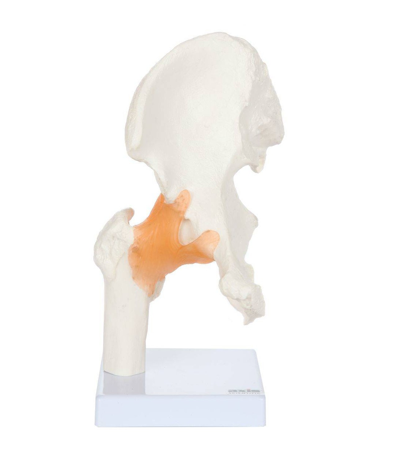 Axis Scientific Human Hip Joint with Functional Ligaments Anatomy Model Front View