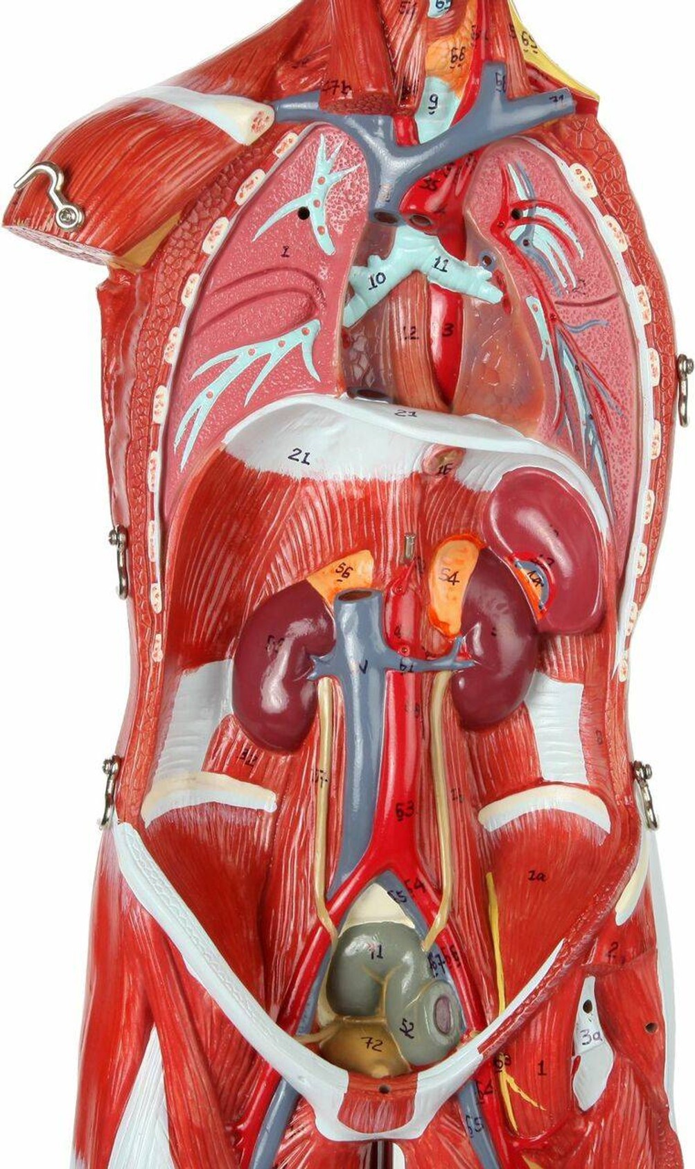 Axis Scientific 27-Part Human Muscle & Organ Anatomy Model