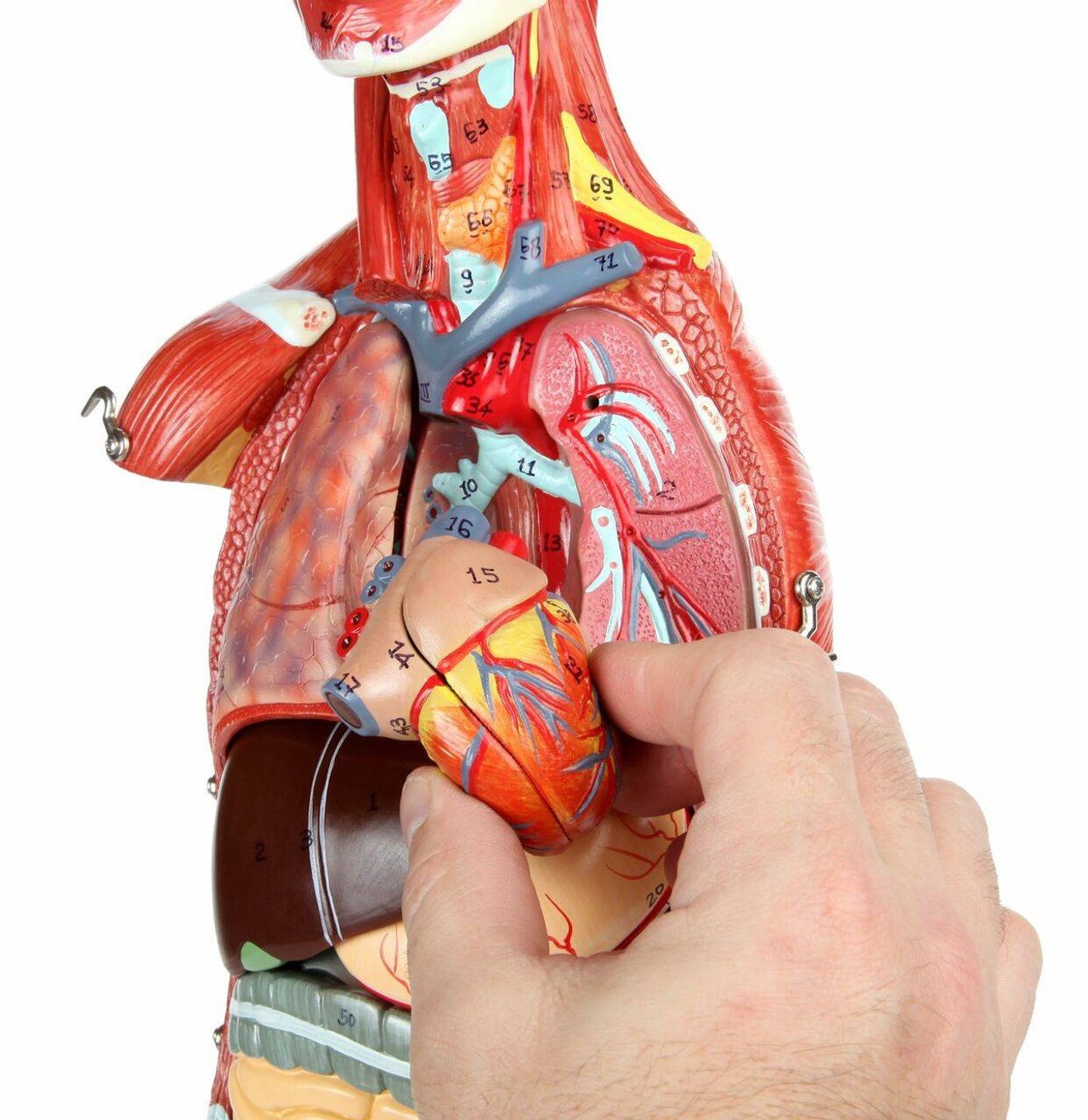 Axis Scientific Half Life-Size 27-Part Human Muscular Figure with Organs Anatomy Model and a person's hand with the removable 2-part heart.