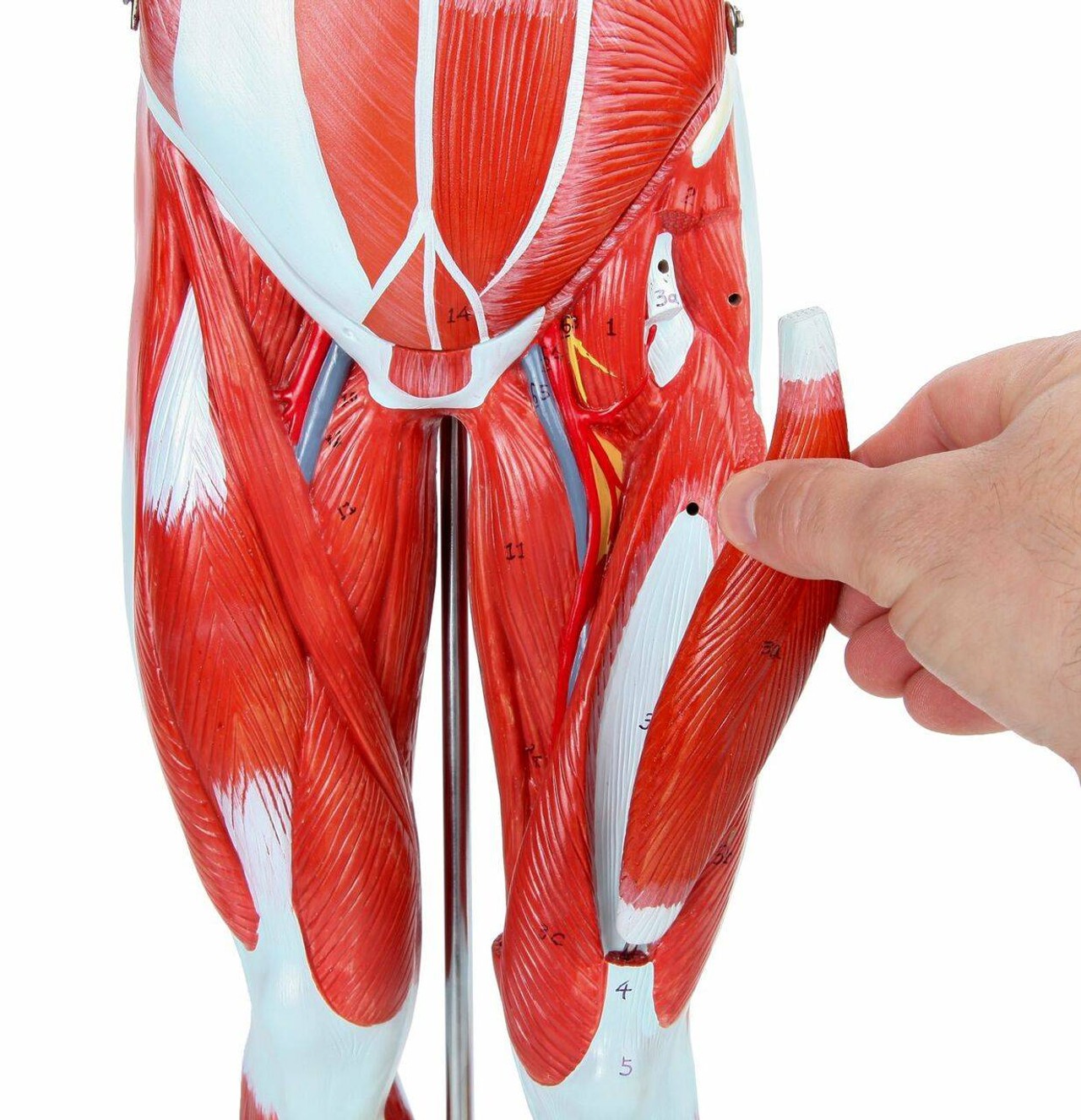 Axis Scientific Half Life-Size 27-Part Human Muscular Figure with Organs Anatomy Model and a person's hand removing a muscle from the model.
