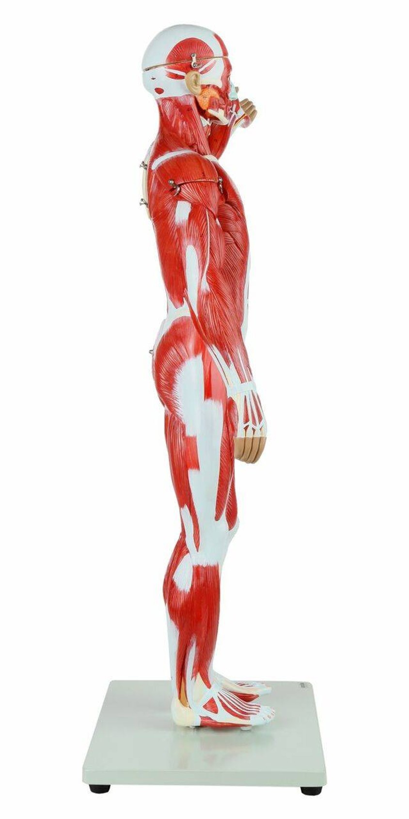 Axis Scientific Half Life-Size 27-Part Human Muscular Figure with Organs Anatomy Model Right Side View