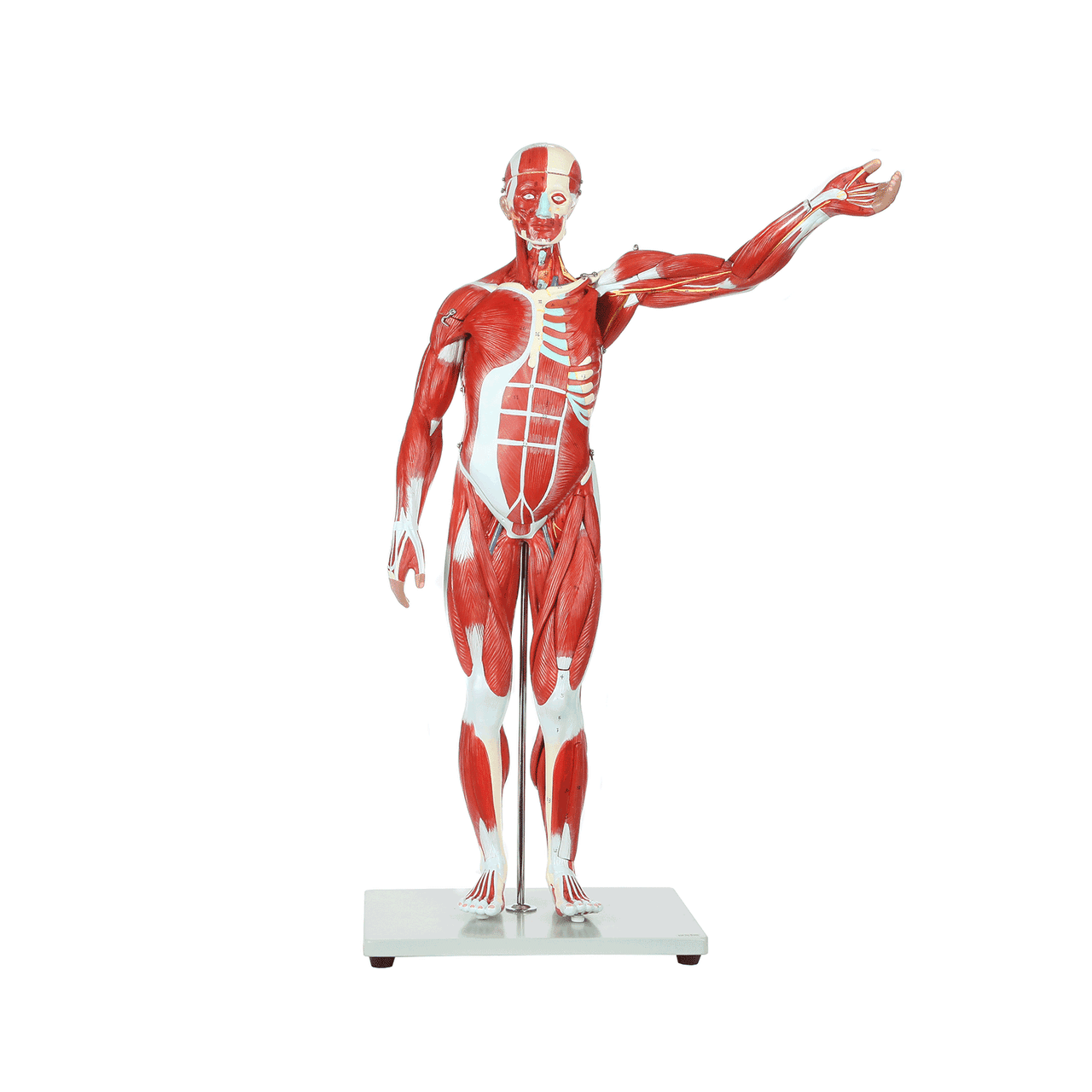 Axis Scientific Half Life-Size 27-Part Human Muscular Figure with Organs Anatomy Model Animated GIF View of the Model Being Taken Apart and Put Back Together