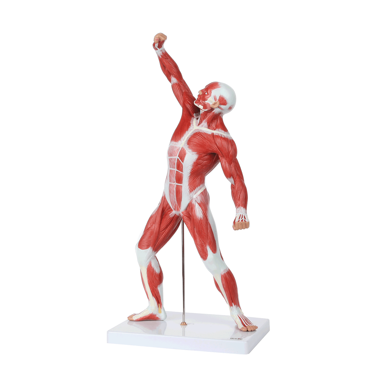 Axis Scientific Miniature Human Muscular Figure Anatomy Model 360 Degree Animated GIF