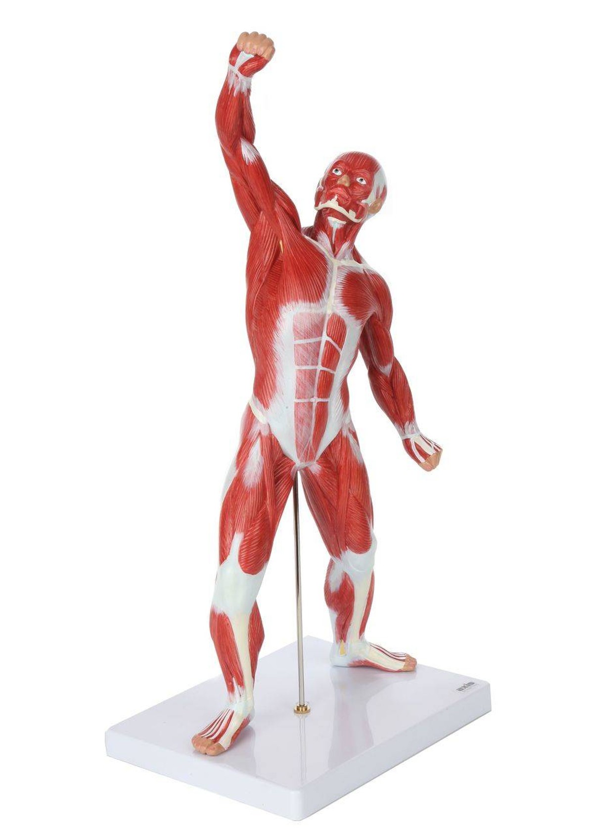 Axis Scientific Miniature Human Muscular Figure Anatomy Model Face Forward View