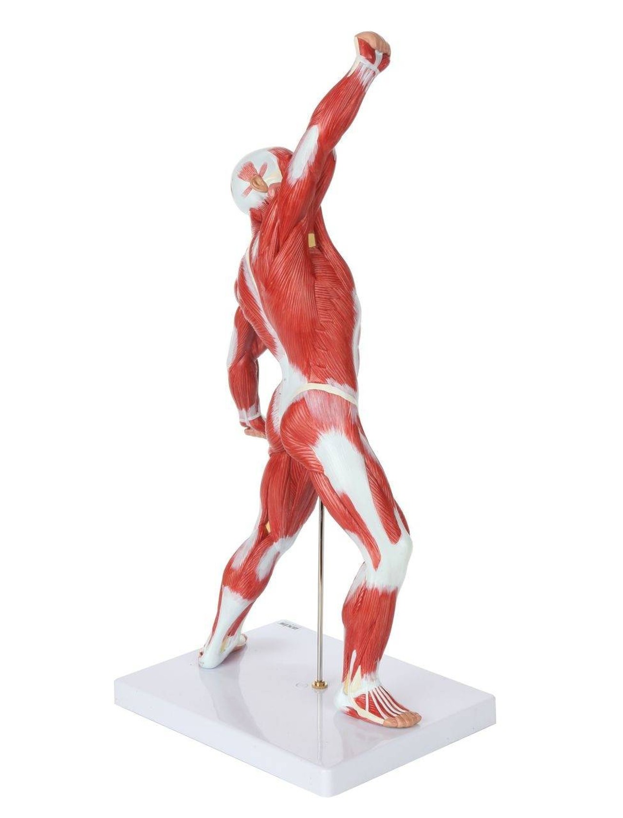 Axis Scientific Miniature Human Muscular Figure Anatomy Model Front Right Side View