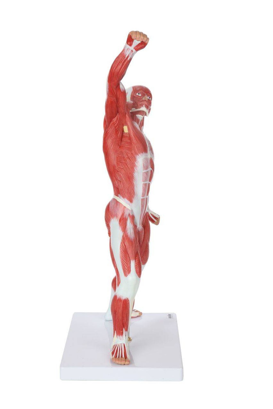Axis Scientific Miniature Human Muscular Figure Anatomy Model Right Side View