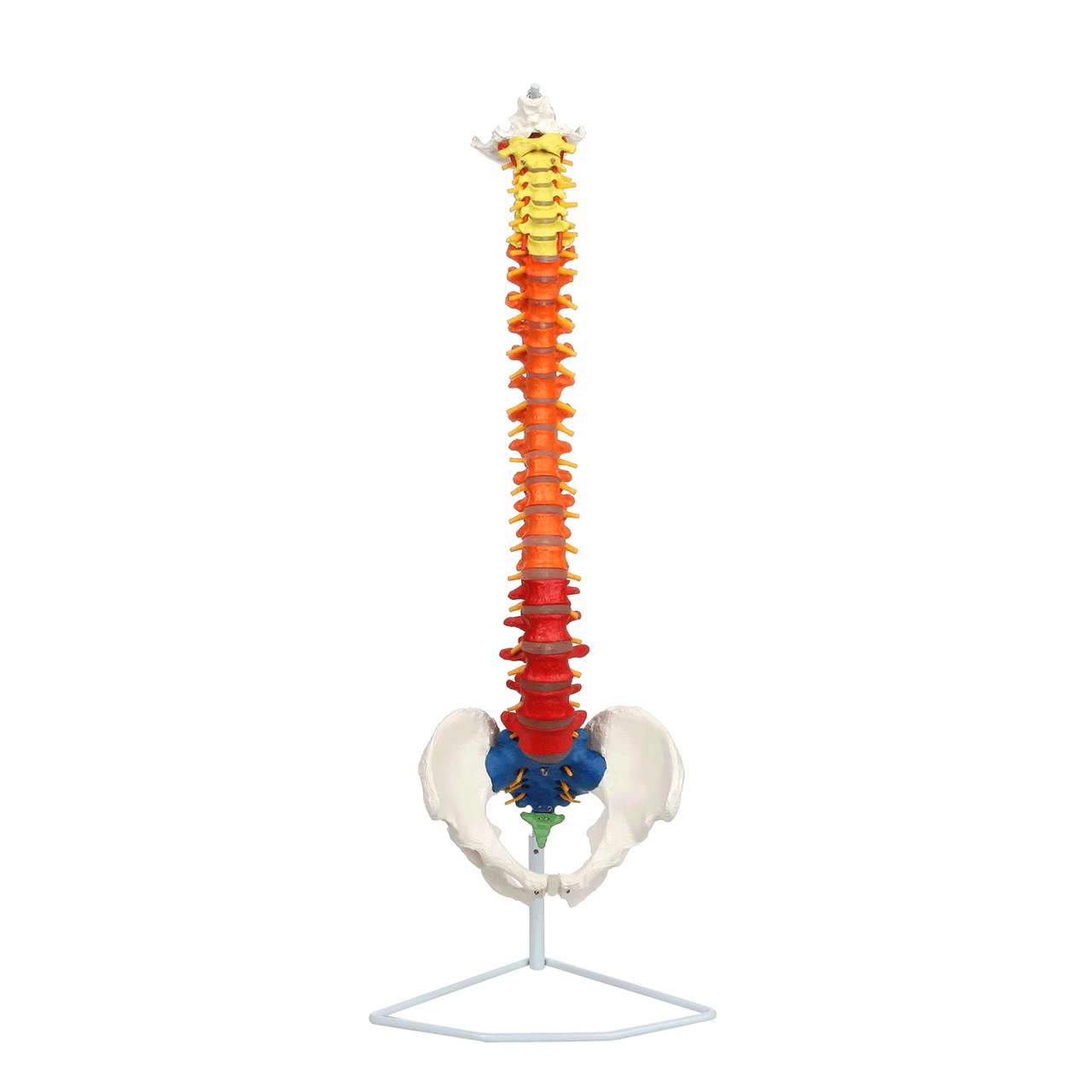Axis Scientific Didactic Premium Flexible Vertebral Column