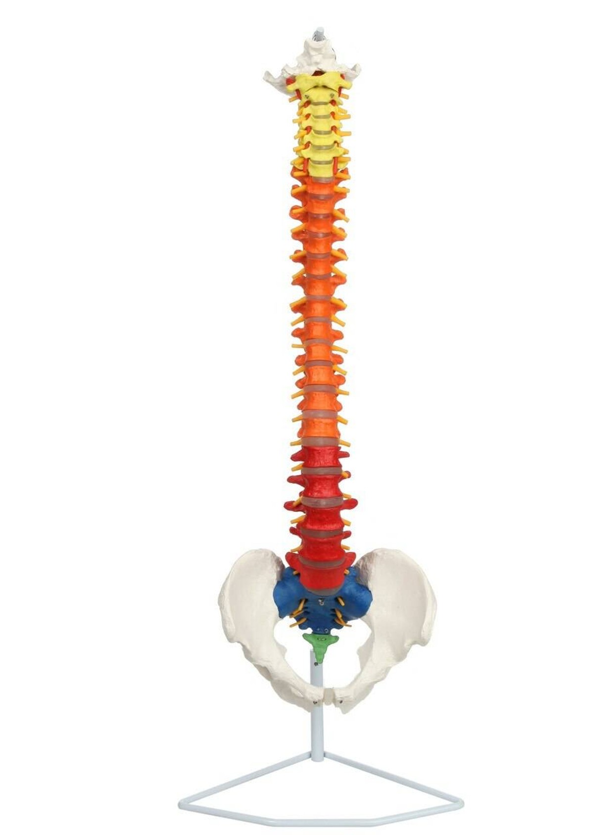 Axis Scientific Didactic Premium Flexible Vertebral Column