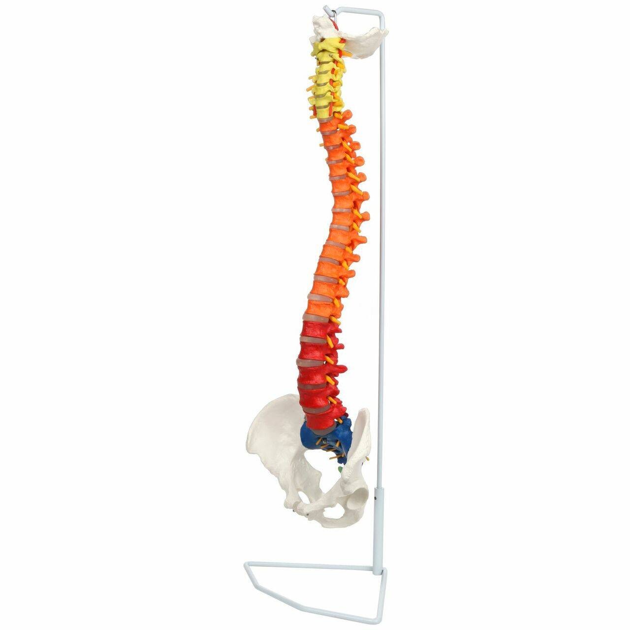 Axis Scientific Didactic Premium Flexible Vertebral Column