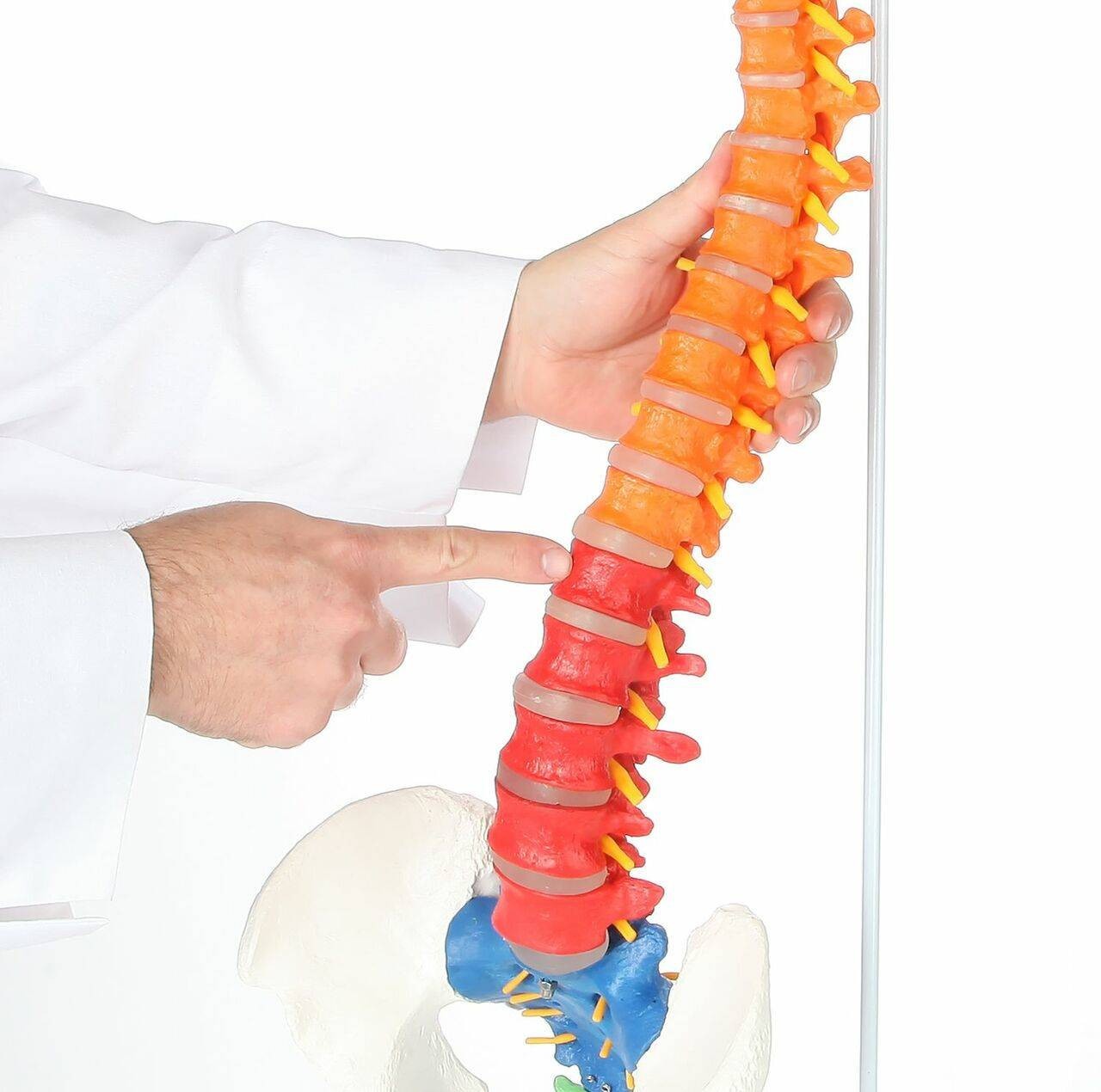 Axis Scientific Didactic Premium Flexible Vertebral Column