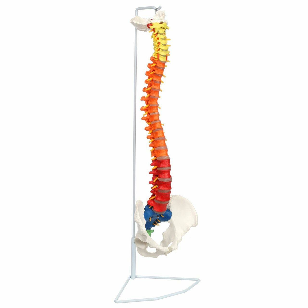 Axis Scientific Didactic Premium Flexible Vertebral Column
