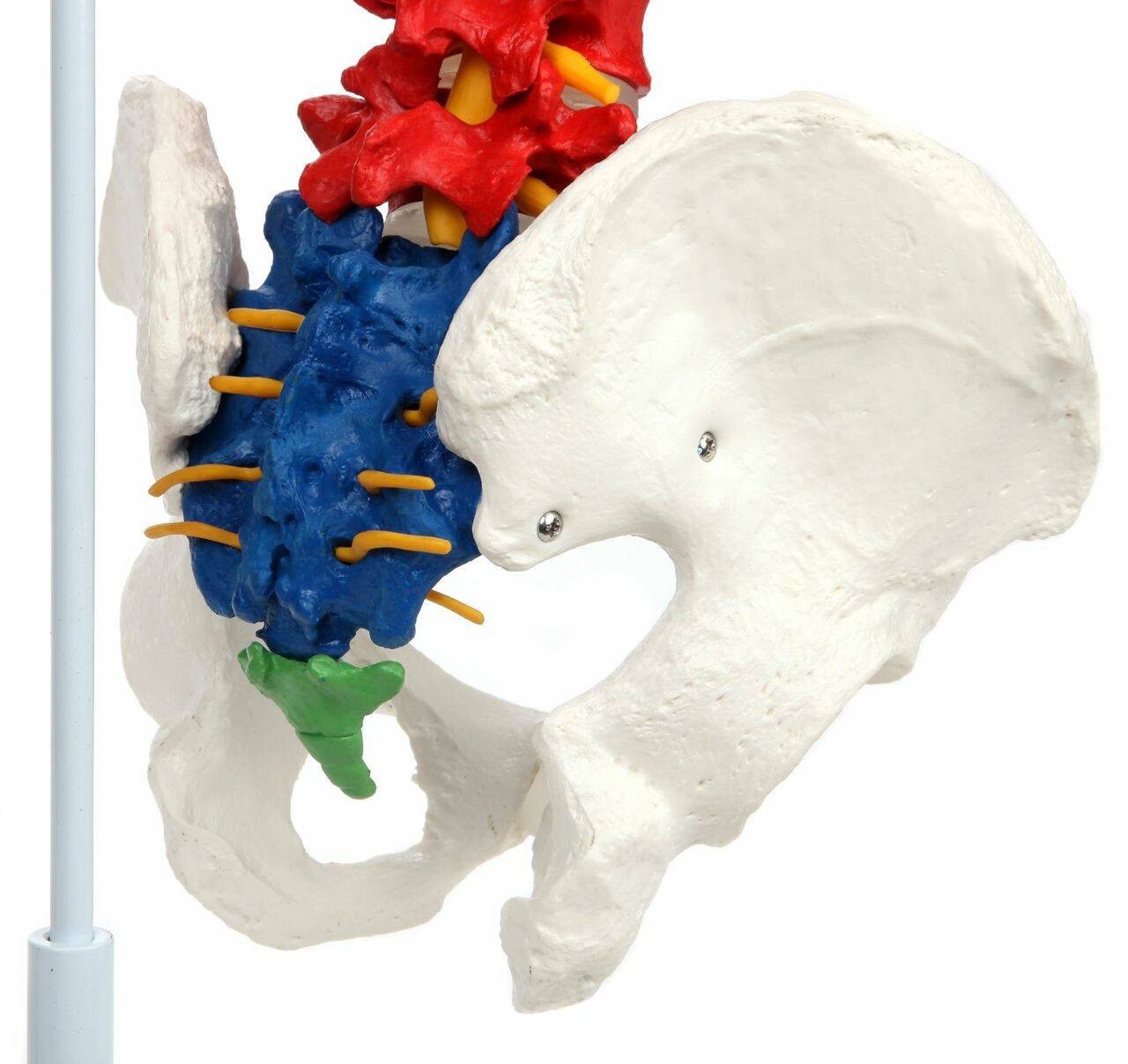 Axis Scientific Didactic Premium Flexible Vertebral Column