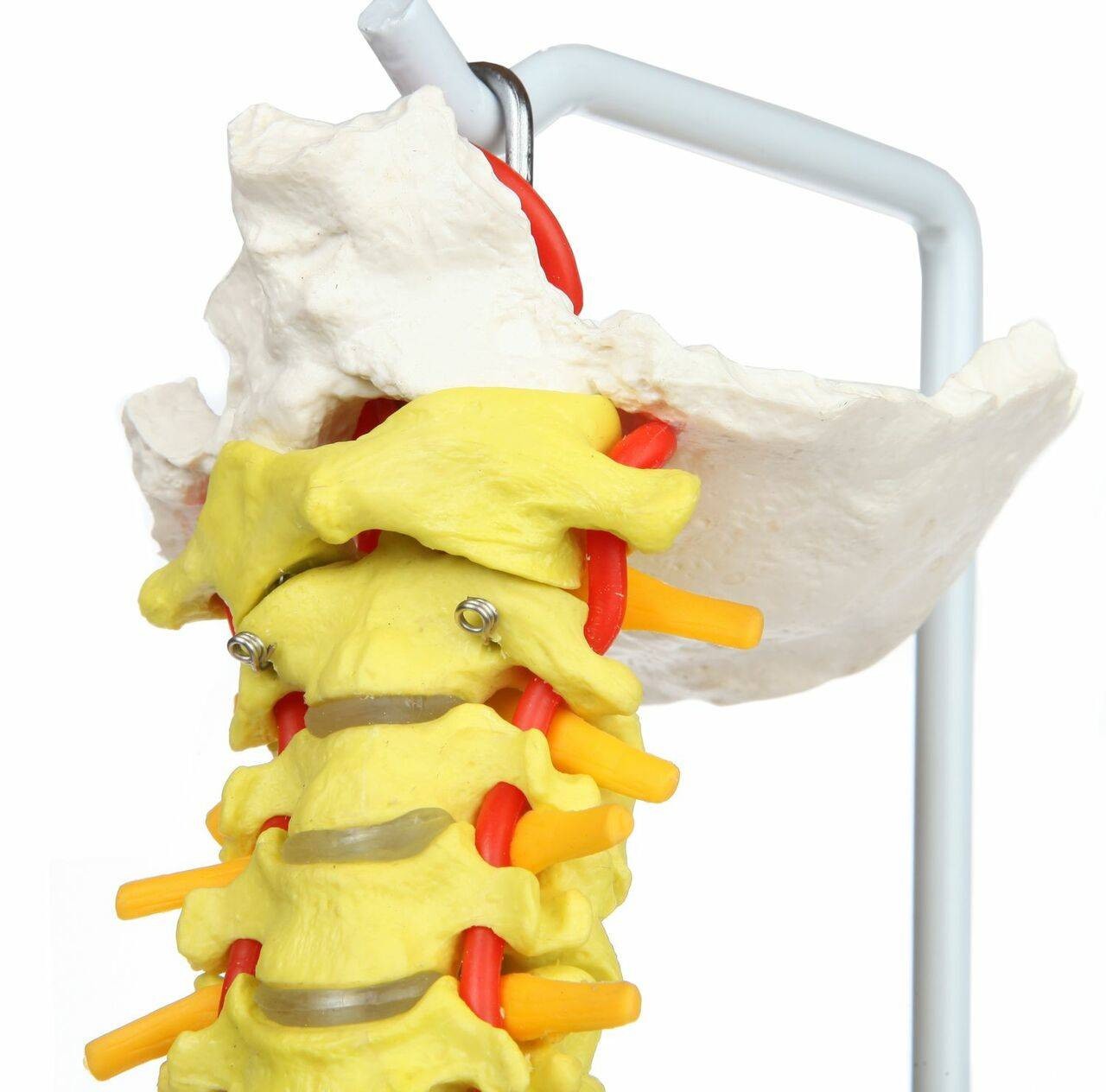 Axis Scientific Didactic Premium Flexible Vertebral Column