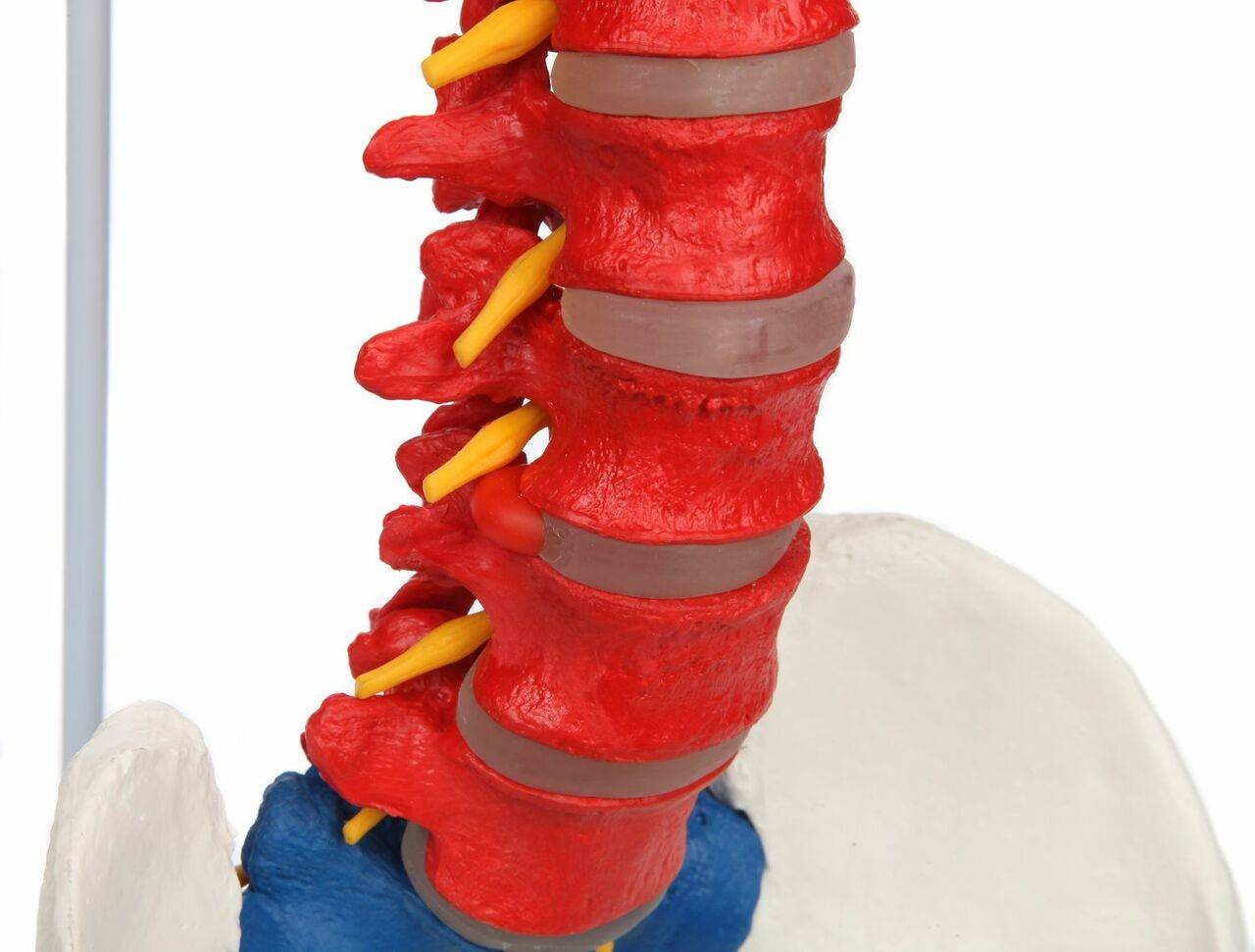 Axis Scientific Didactic Premium Flexible Vertebral Column